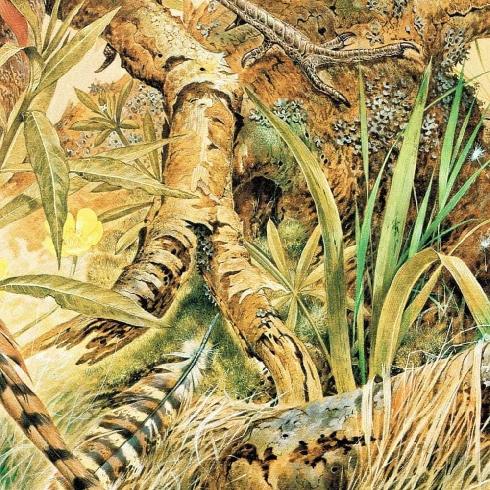 1981 Ring-Necked Pheasant - Phasianus Colchicus - Game Birds Print - Maurice Pledger - Vintage Wildlife Art - Ornithology 11.5 x 16.5 in - Image 5