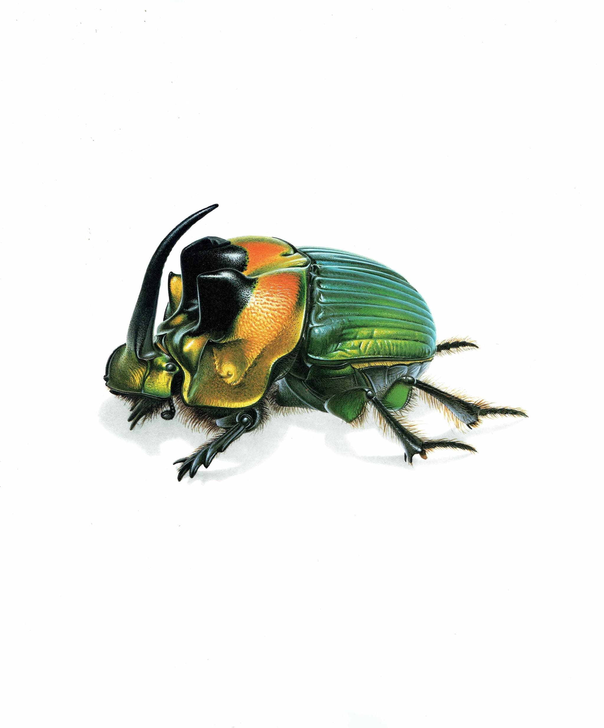 1986 Rainbow Scarab Emperor Dung Beetle Print - Durin Bernard Insectes - Scientific Illustrations Louis Chevrolat Entomology  - 11 x 13 in - Image 3