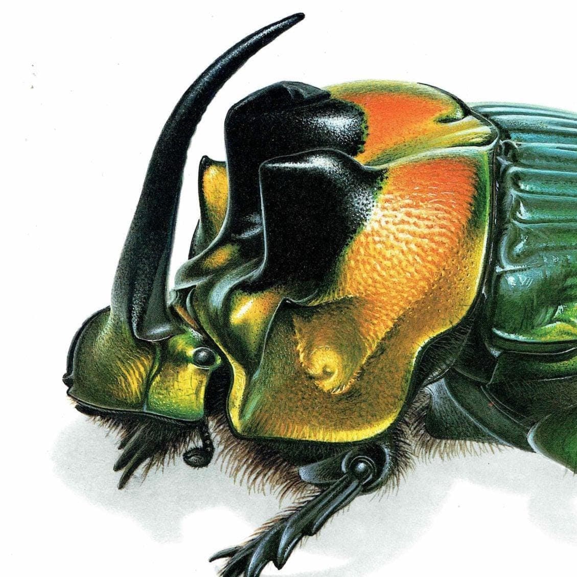 1986 Rainbow Scarab Emperor Dung Beetle Print - Durin Bernard Insectes - Scientific Illustrations Louis Chevrolat Entomology  - 11 x 13 in - Image 4