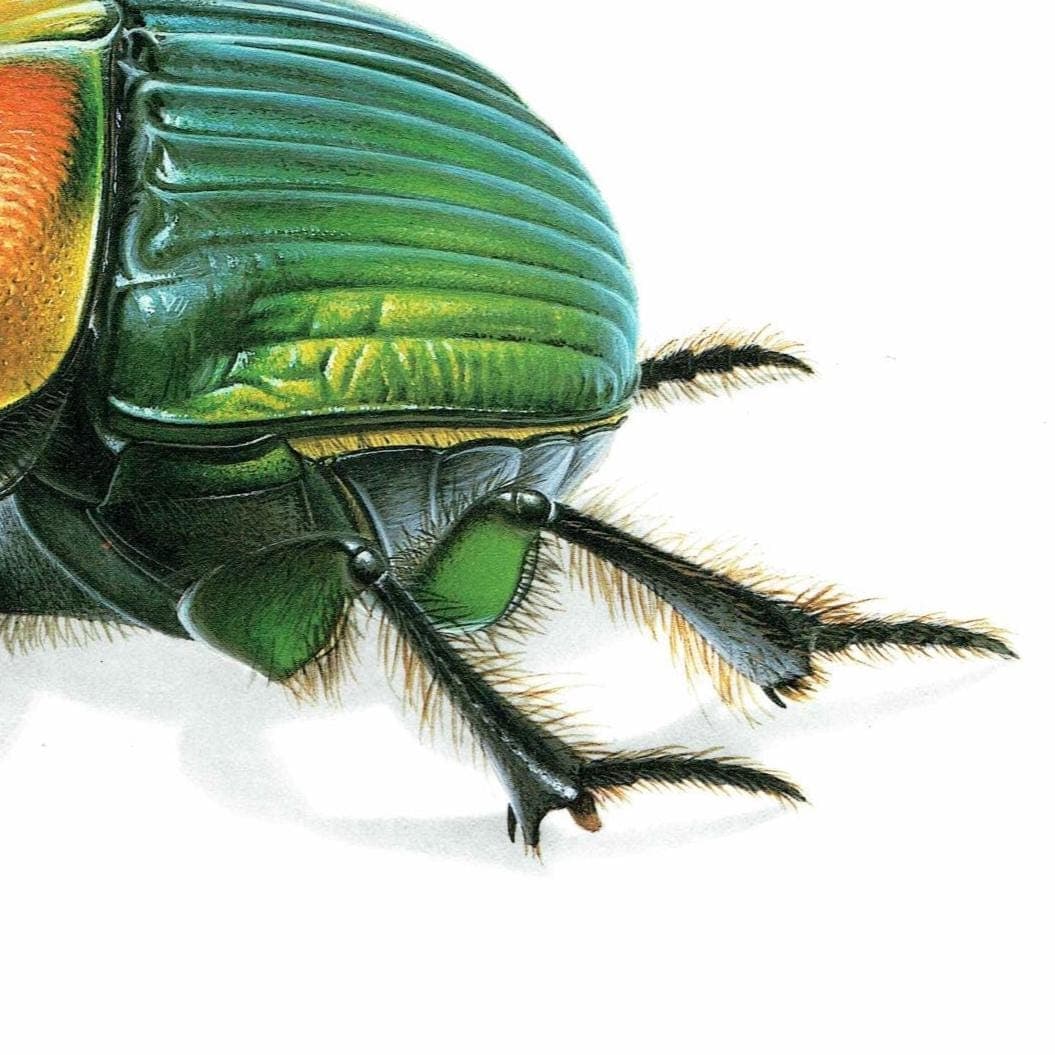 1986 Rainbow Scarab Emperor Dung Beetle Print - Durin Bernard Insectes - Scientific Illustrations Louis Chevrolat Entomology  - 11 x 13 in - Image 5