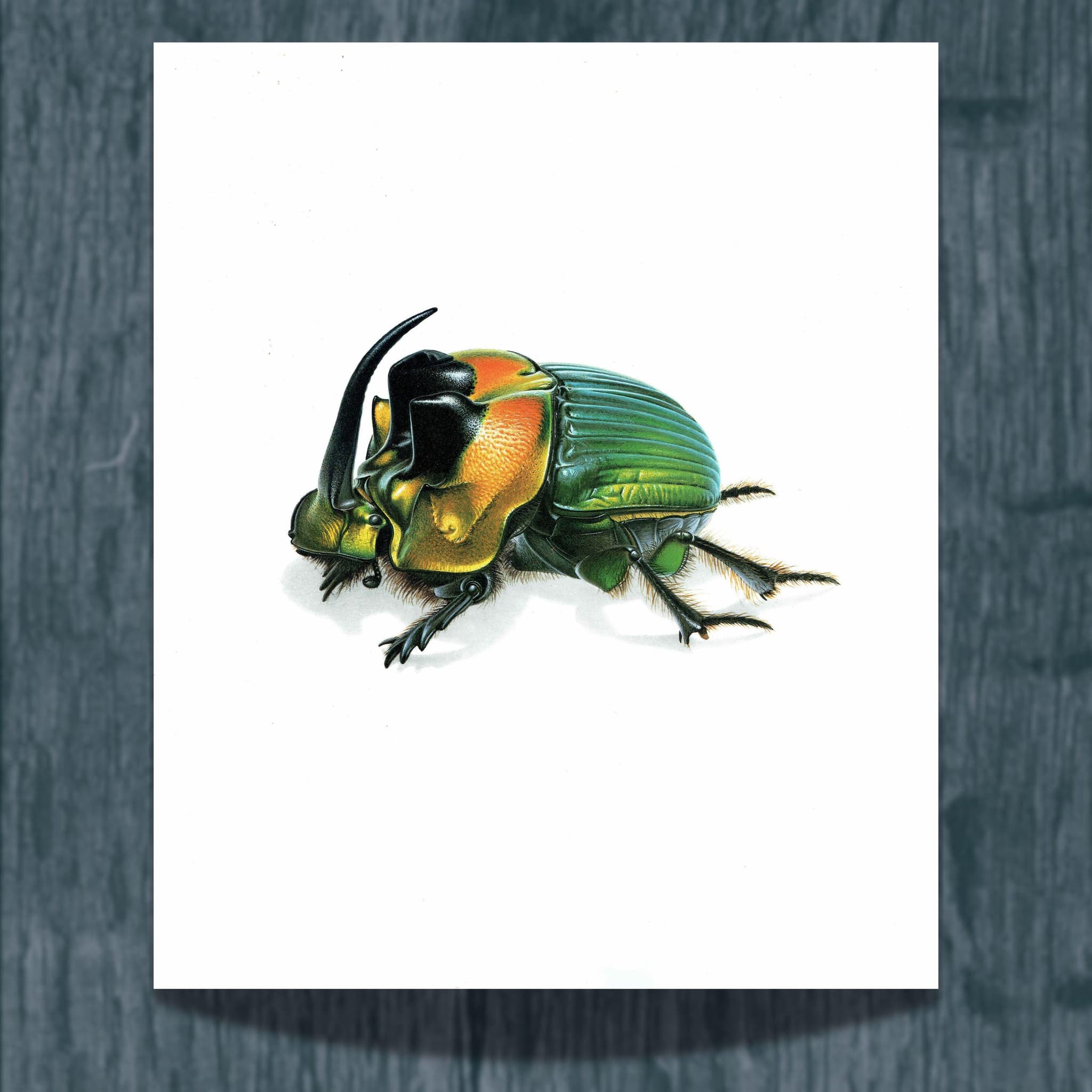 1986 Rainbow Scarab Emperor Dung Beetle Print - Durin Bernard Insectes - Scientific Illustrations Louis Chevrolat Entomology  - 11 x 13 in