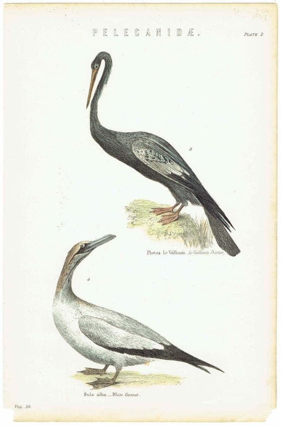 c.1890 Pelecanidae Print - Vaillant’s Darter & White Gannet - Hand Coloured Ornithology Art - 9.5 x 6.25 in
