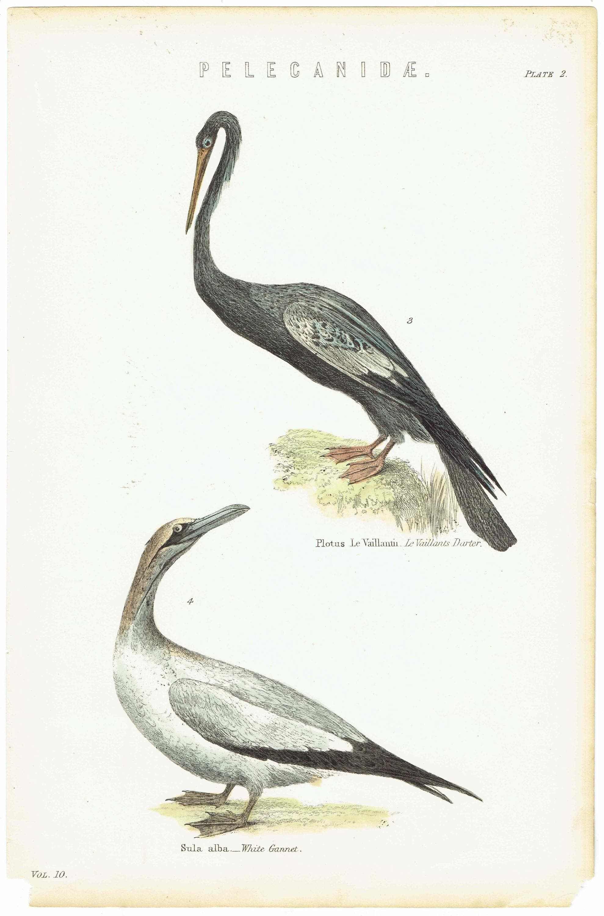 c.1890 Pelecanidae Print - Vaillant’s Darter & White Gannet - Hand Coloured Ornithology Art - 9.5 x 6.25 in