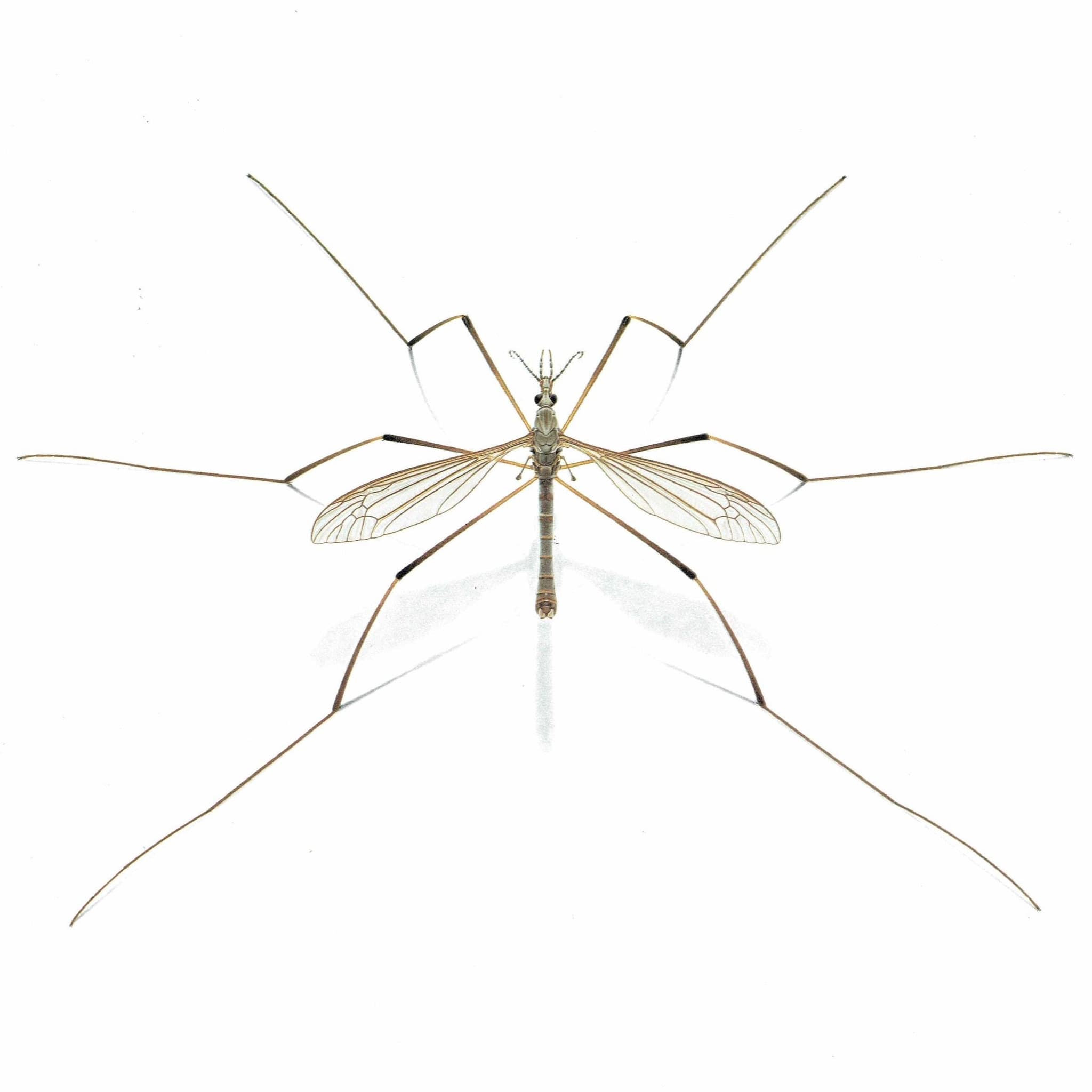 1986 Garden Crane Fly Tipula Oleracea Print - Durin Bernard Les Insectes - Entomology Scientific Illustration - 11 x 13 in