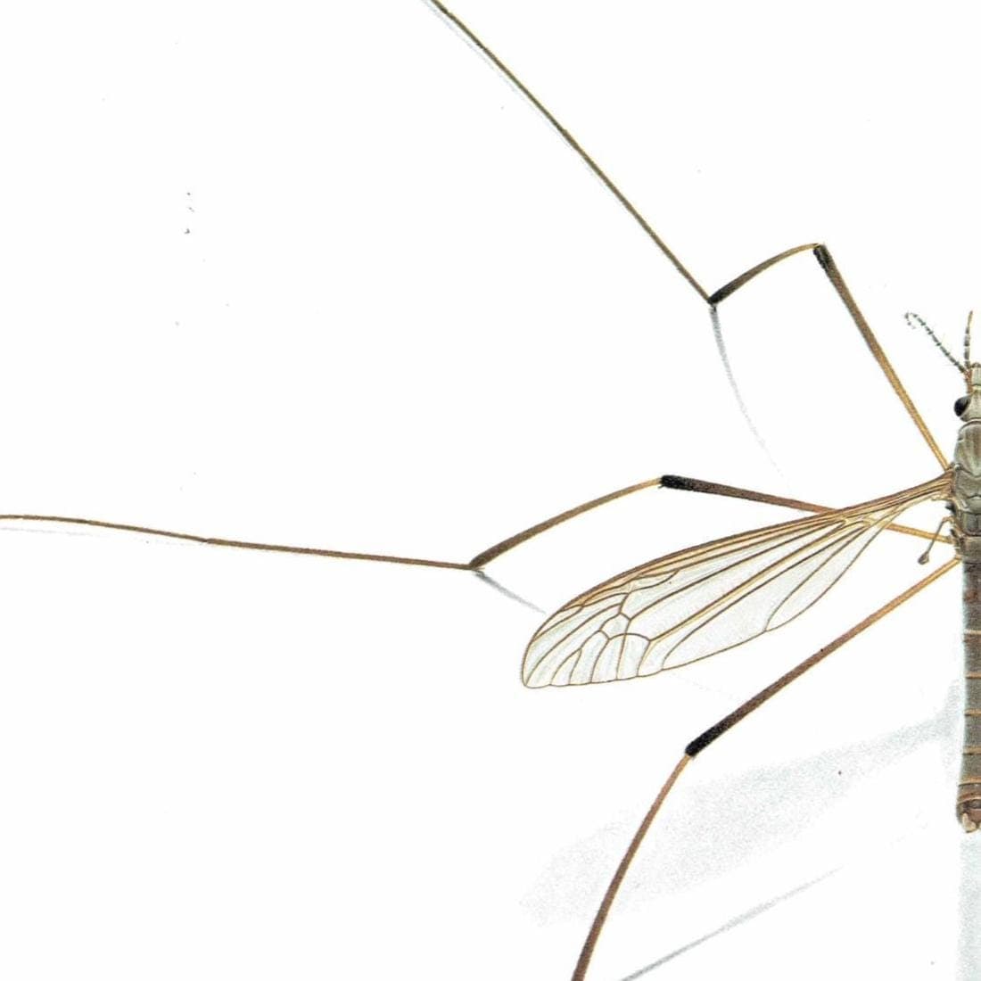 1986 Garden Crane Fly Tipula Oleracea Print - Durin Bernard Les Insectes - Entomology Scientific Illustration - 11 x 13 in - Image 4