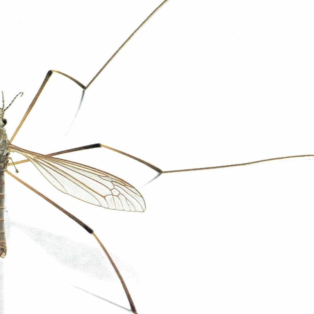 1986 Garden Crane Fly Tipula Oleracea Print - Durin Bernard Les Insectes - Entomology Scientific Illustration - 11 x 13 in - Image 5