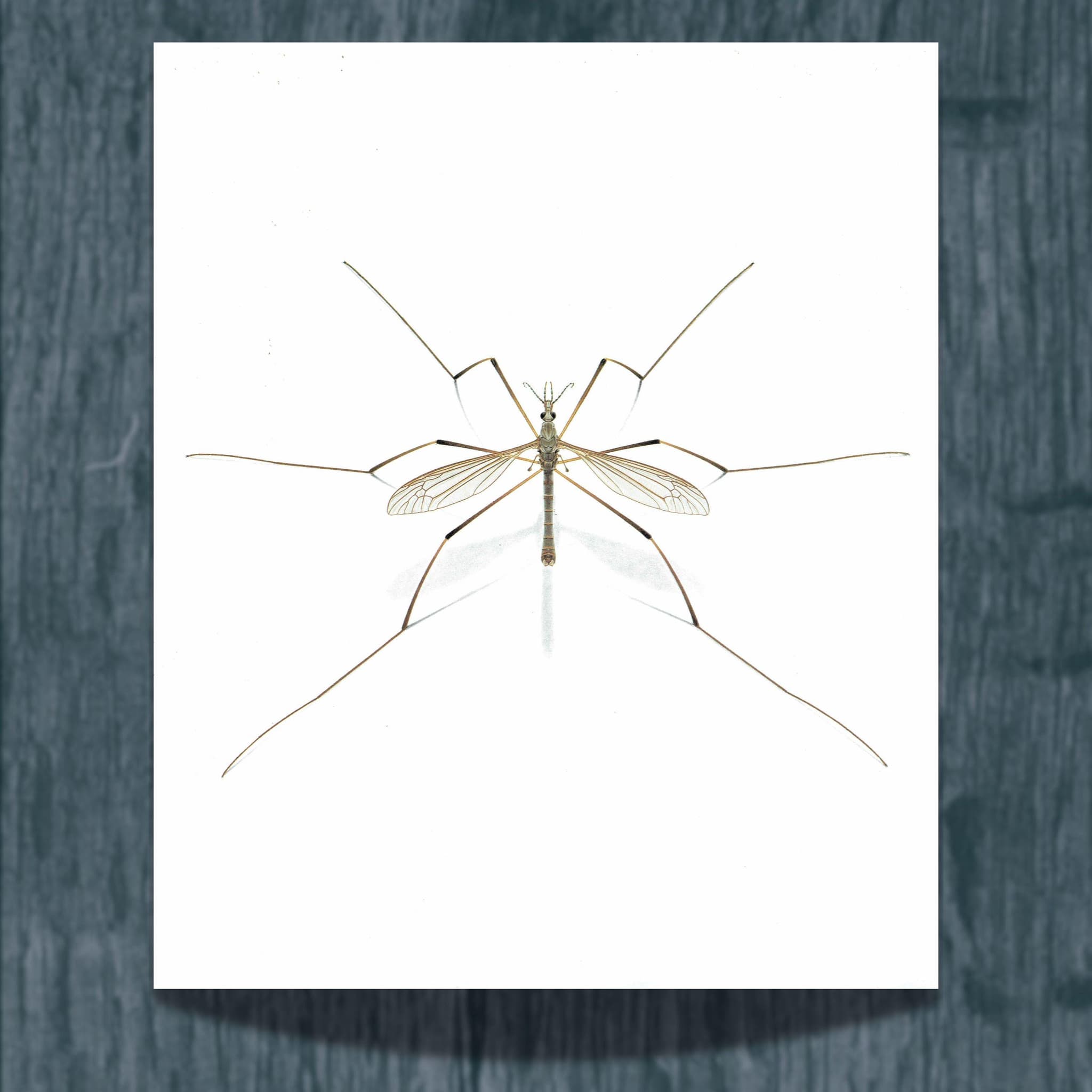 1986 Garden Crane Fly Tipula Oleracea Print - Durin Bernard Les Insectes - Entomology Scientific Illustration - 11 x 13 in - Image 3
