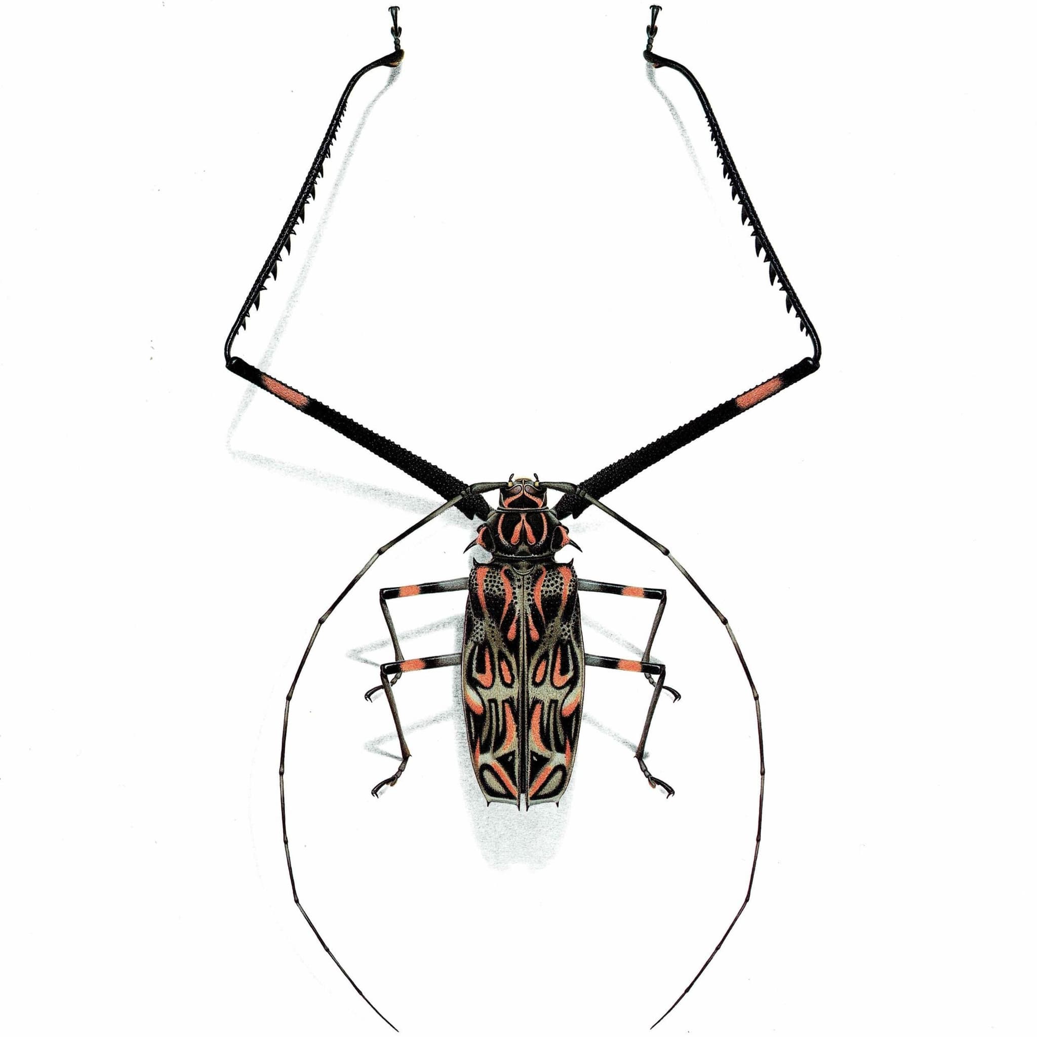 1986 Harlequin Beetle Acrocinus Longimanus Print - Durin Bernard Les Insectes Scientific Illustration - Linnaeus Entomology - 11 x 13 in