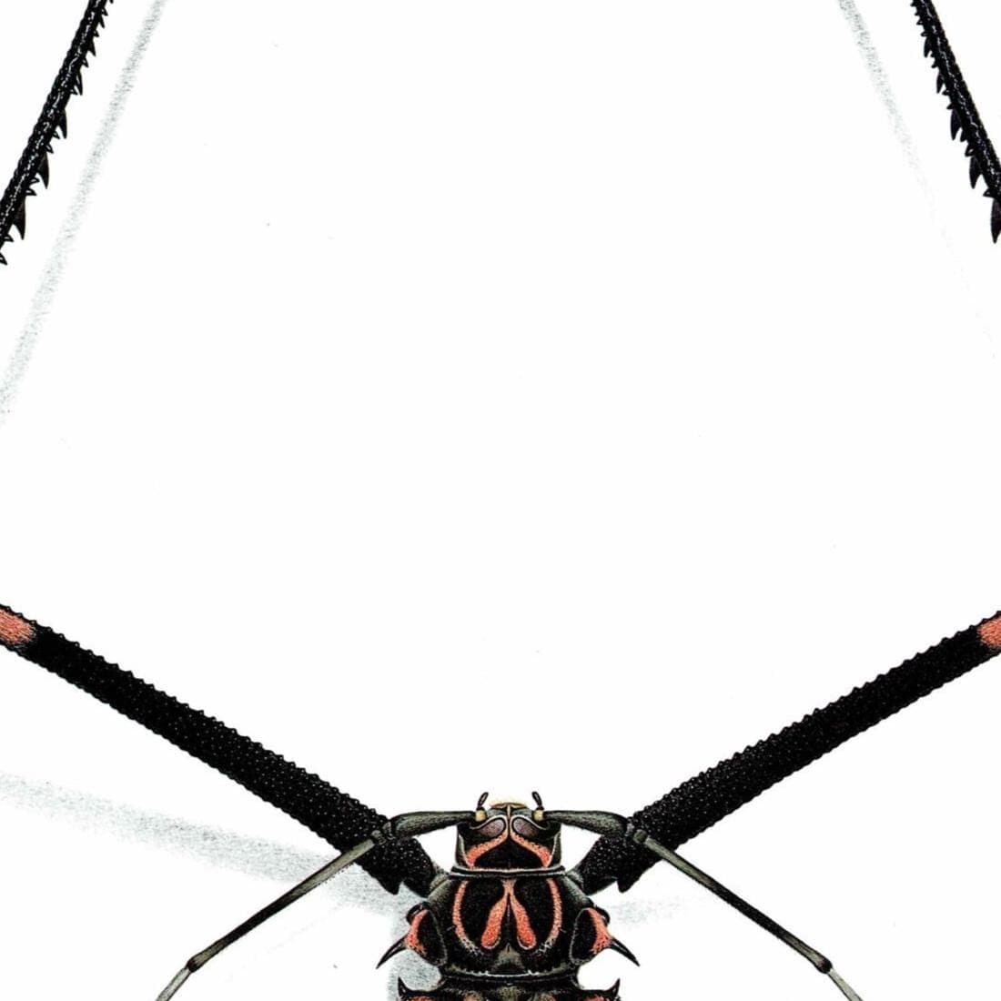 1986 Harlequin Beetle Acrocinus Longimanus Print - Durin Bernard Les Insectes Scientific Illustration - Linnaeus Entomology - 11 x 13 in - Image 4