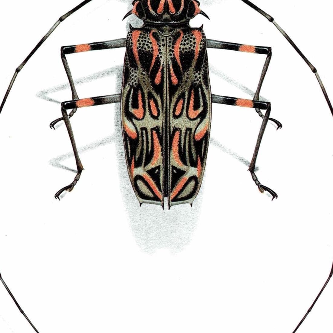 1986 Harlequin Beetle Acrocinus Longimanus Print - Durin Bernard Les Insectes Scientific Illustration - Linnaeus Entomology - 11 x 13 in - Image 5