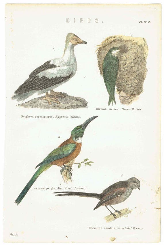 1896 Birds Original Print - Bird Wall Art - Bird Wood Engraving - Antique Animal Print - Ornithology Print - 6.25 x 9.5 Inches