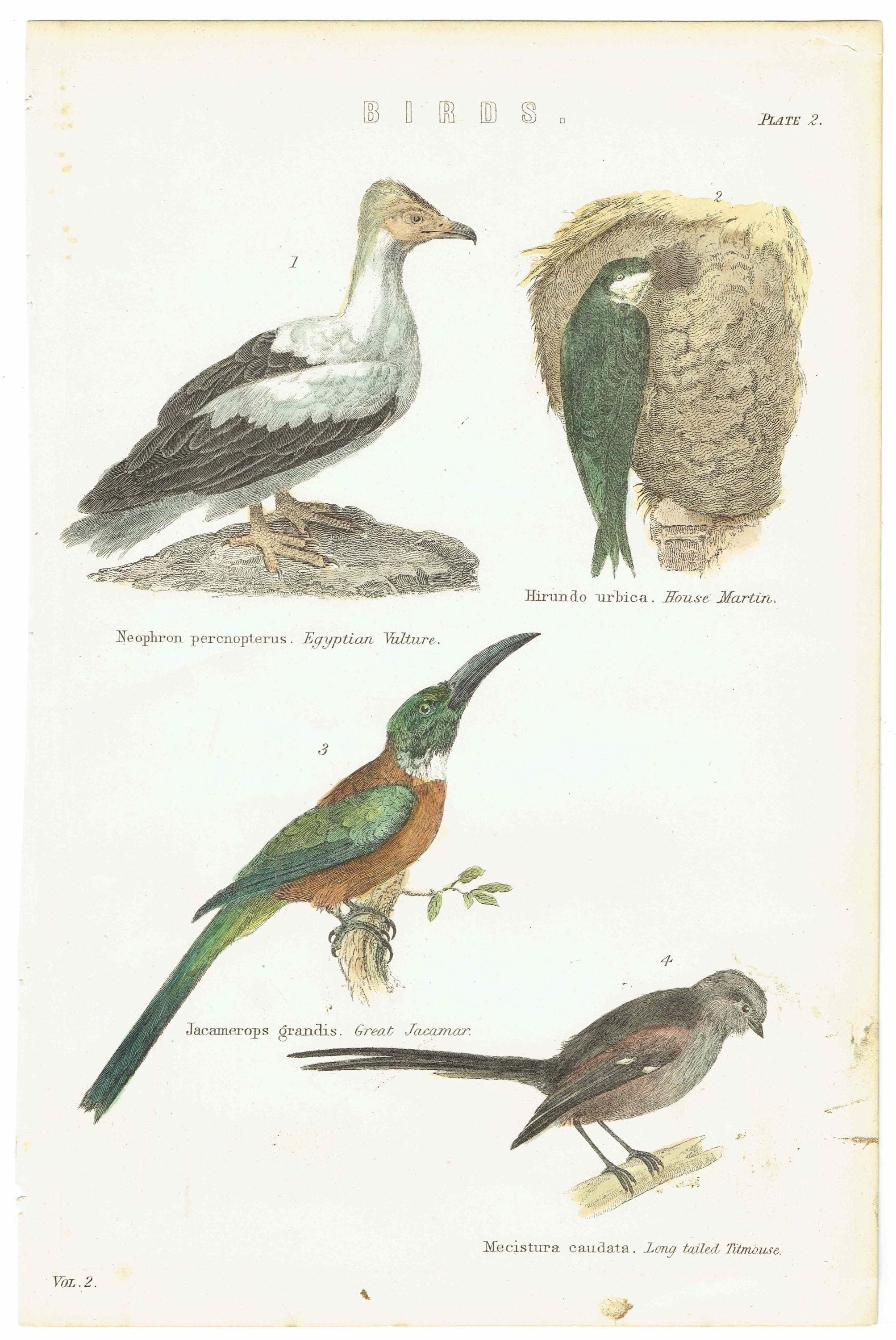 1896 Birds Original Print - Bird Wall Art - Bird Wood Engraving - Antique Animal Print - Ornithology Print - 6.25 x 9.5 Inches