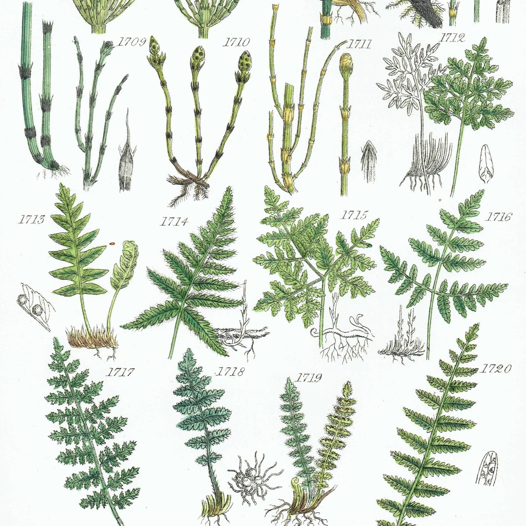 1910 Alpine Woodsia Ferns & Common Polypody  - Original Antique Print By Sowerby - British Wild Flowers Botanical Study - 6.25 x 9.5 in