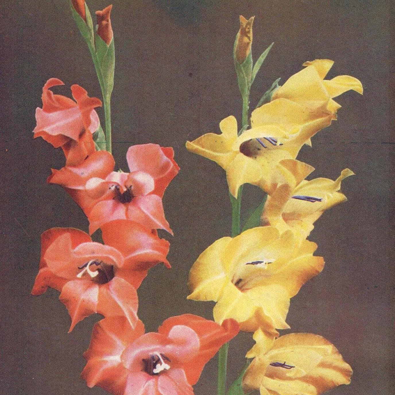 1950s Gladioli Botanical Print - Vintage Garden Flower Illustration Sonia & Souvenir - Cottagecore Floral Wall Art - 5 x 7 in