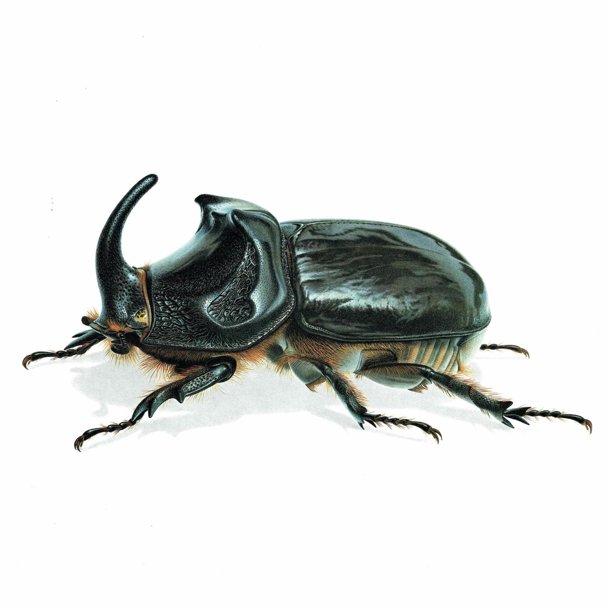 1986 European Rhinoceros Beetle Oryctes Nasicornis Print - Durin Bernard Les Insectes Scientific Illustration - Entomology - 11 x 13 in