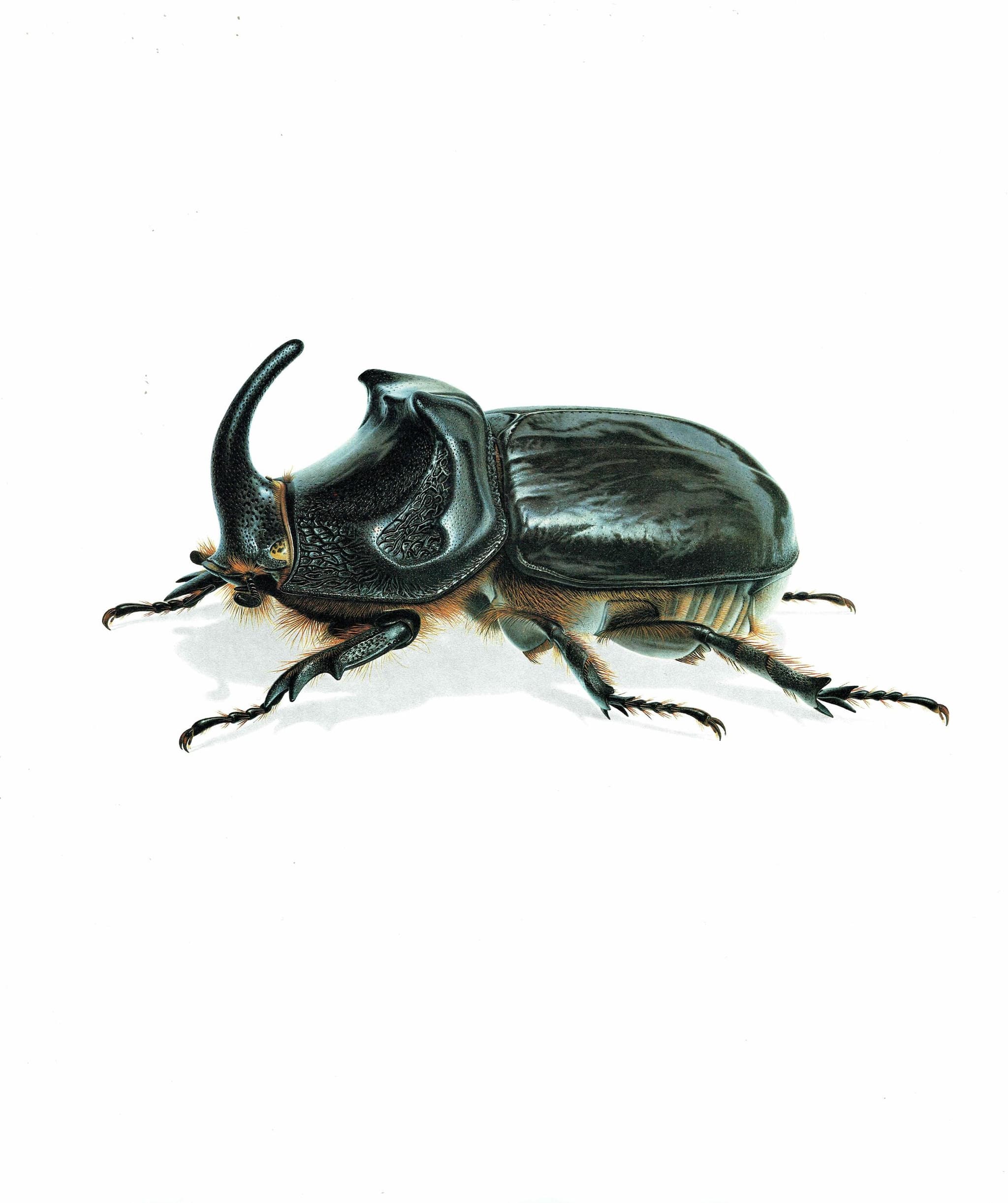 1986 European Rhinoceros Beetle Oryctes Nasicornis Print - Durin Bernard Les Insectes Scientific Illustration - Entomology - 11 x 13 in - Image 3