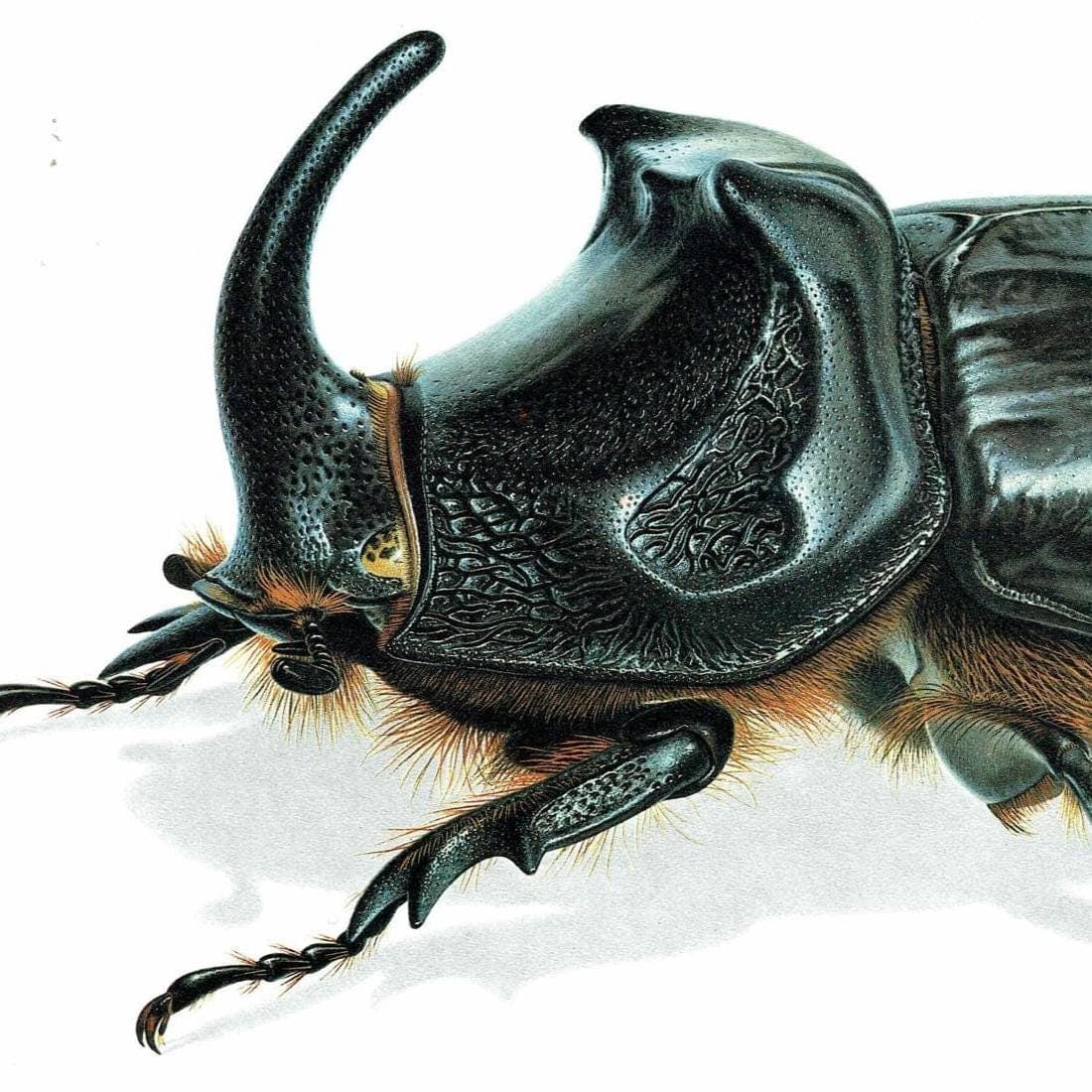 1986 European Rhinoceros Beetle Oryctes Nasicornis Print - Durin Bernard Les Insectes Scientific Illustration - Entomology - 11 x 13 in - Image 4