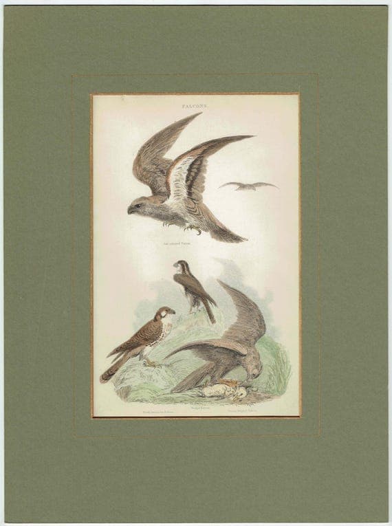1896 Falcons Birds Original Print - Bird Wall Art - Antique Animal Print - Ornithology Print - 6.5 x 9.5 Inches