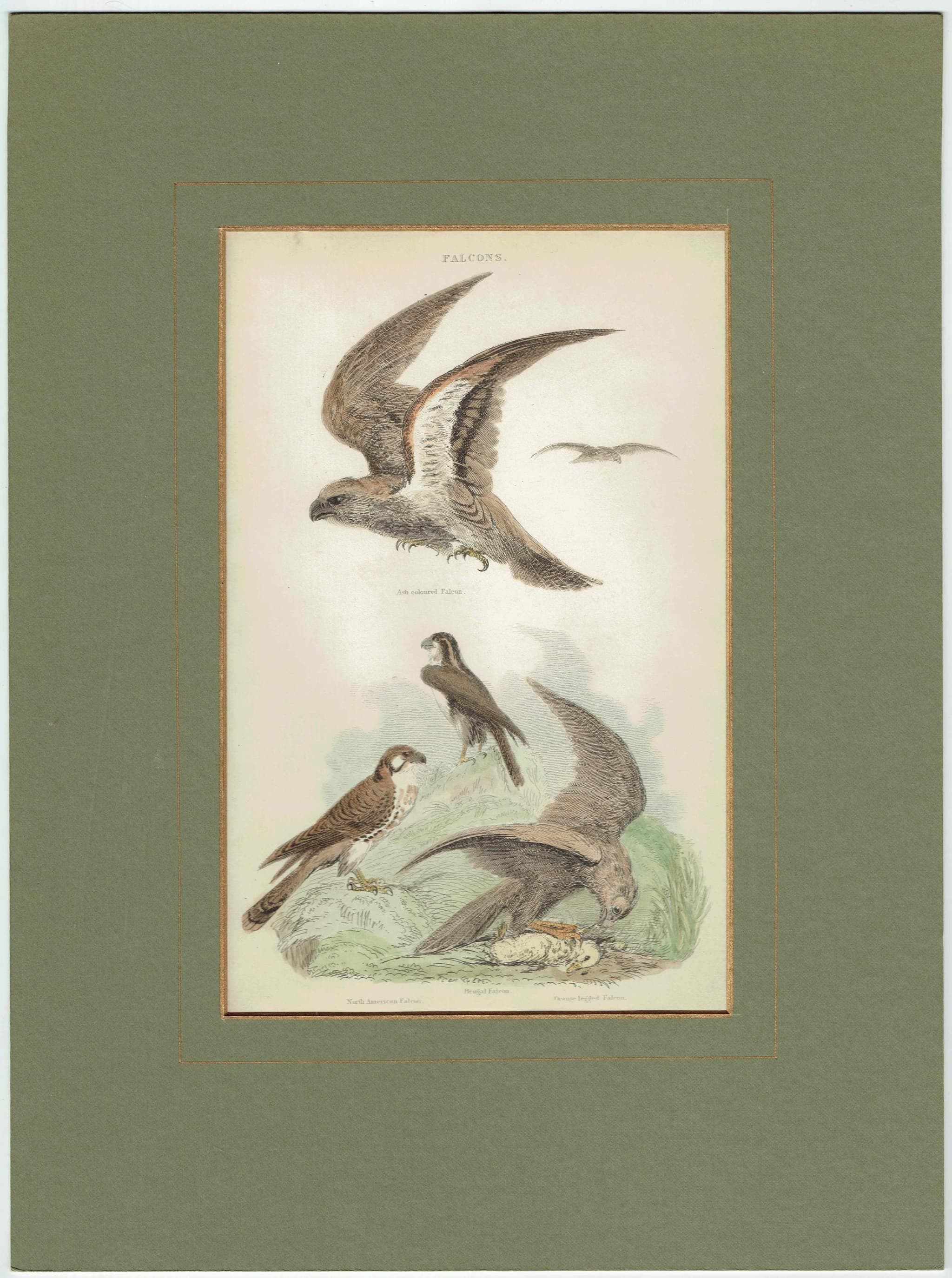 1896 Falcons Birds Original Print - Bird Wall Art - Antique Animal Print - Ornithology Print - 6.5 x 9.5 Inches