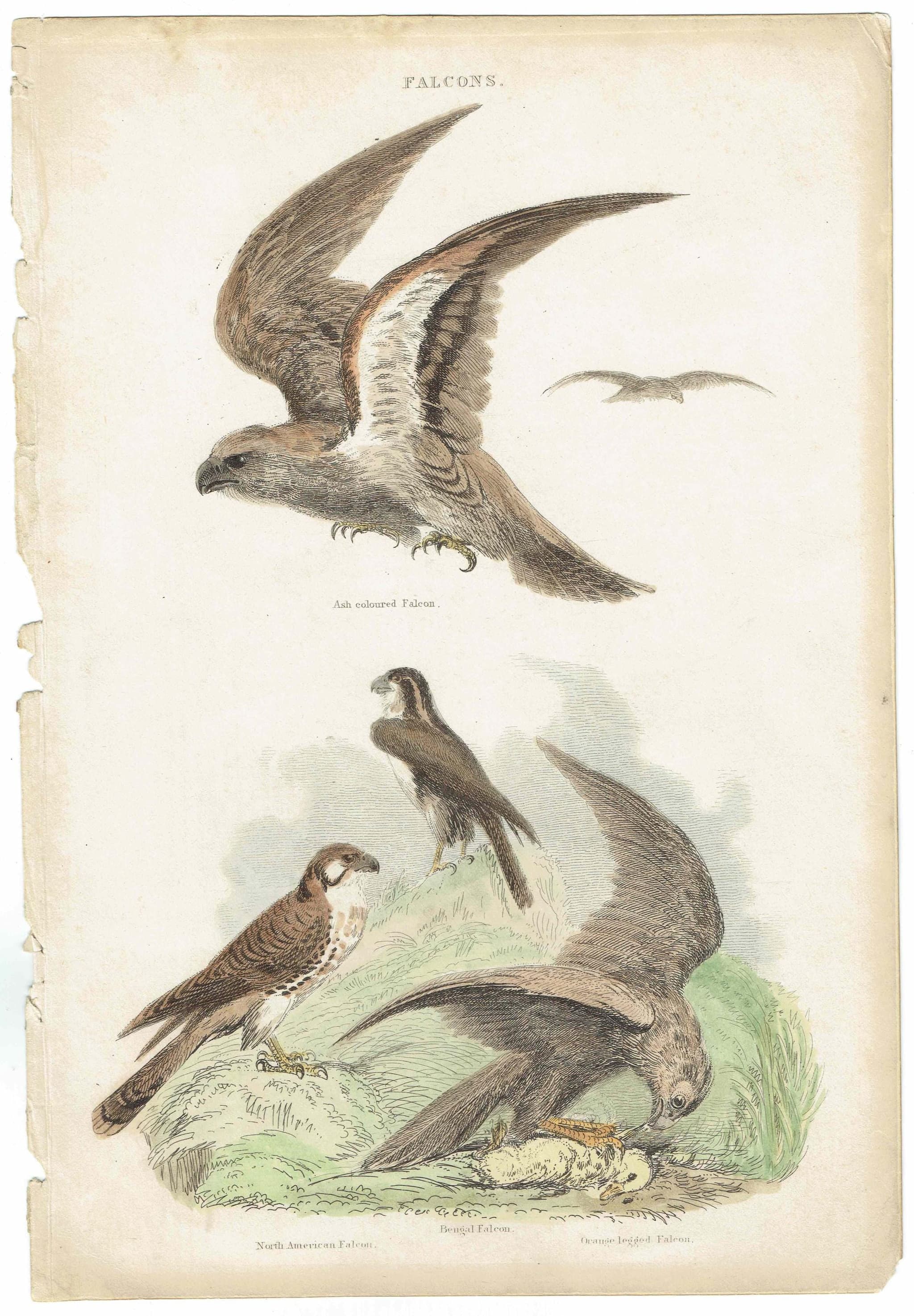 1896 Falcons Birds Original Print - Bird Wall Art - Antique Animal Print - Ornithology Print - 6.5 x 9.5 Inches - Image 2