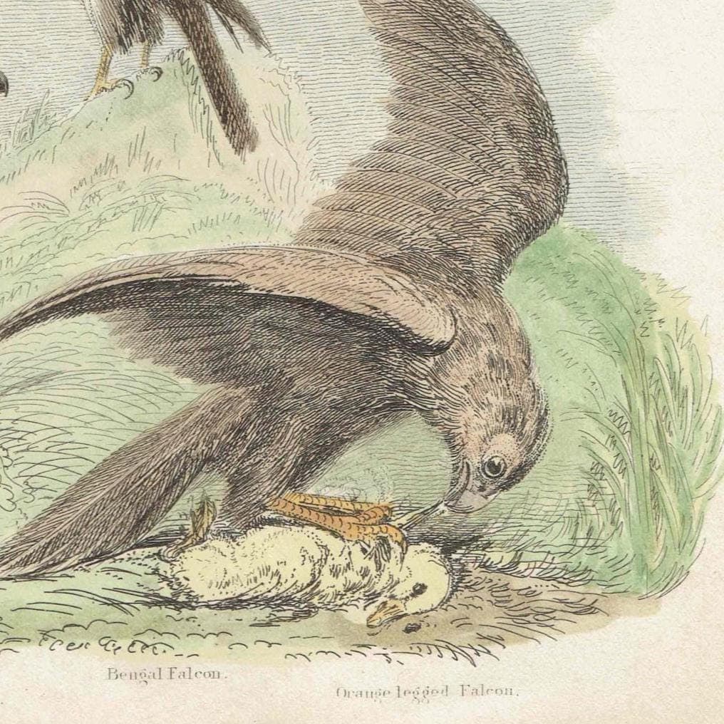 1896 Falcons Birds Original Print - Bird Wall Art - Antique Animal Print - Ornithology Print - 6.5 x 9.5 Inches - Image 3