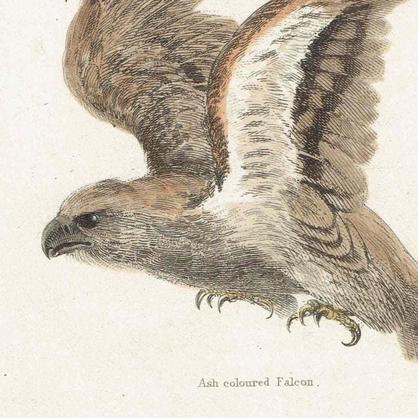 1896 Falcons Birds Original Print - Bird Wall Art - Antique Animal Print - Ornithology Print - 6.5 x 9.5 Inches - Image 4