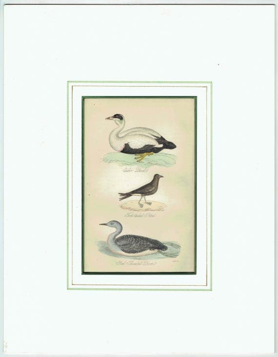 c.1840 Eider Duck, Fork-tailed Petrel & Red-throated Diver Print – Hand-Coloured Ornithology Engraving – Natural History Birds – 7 x 4.5 in