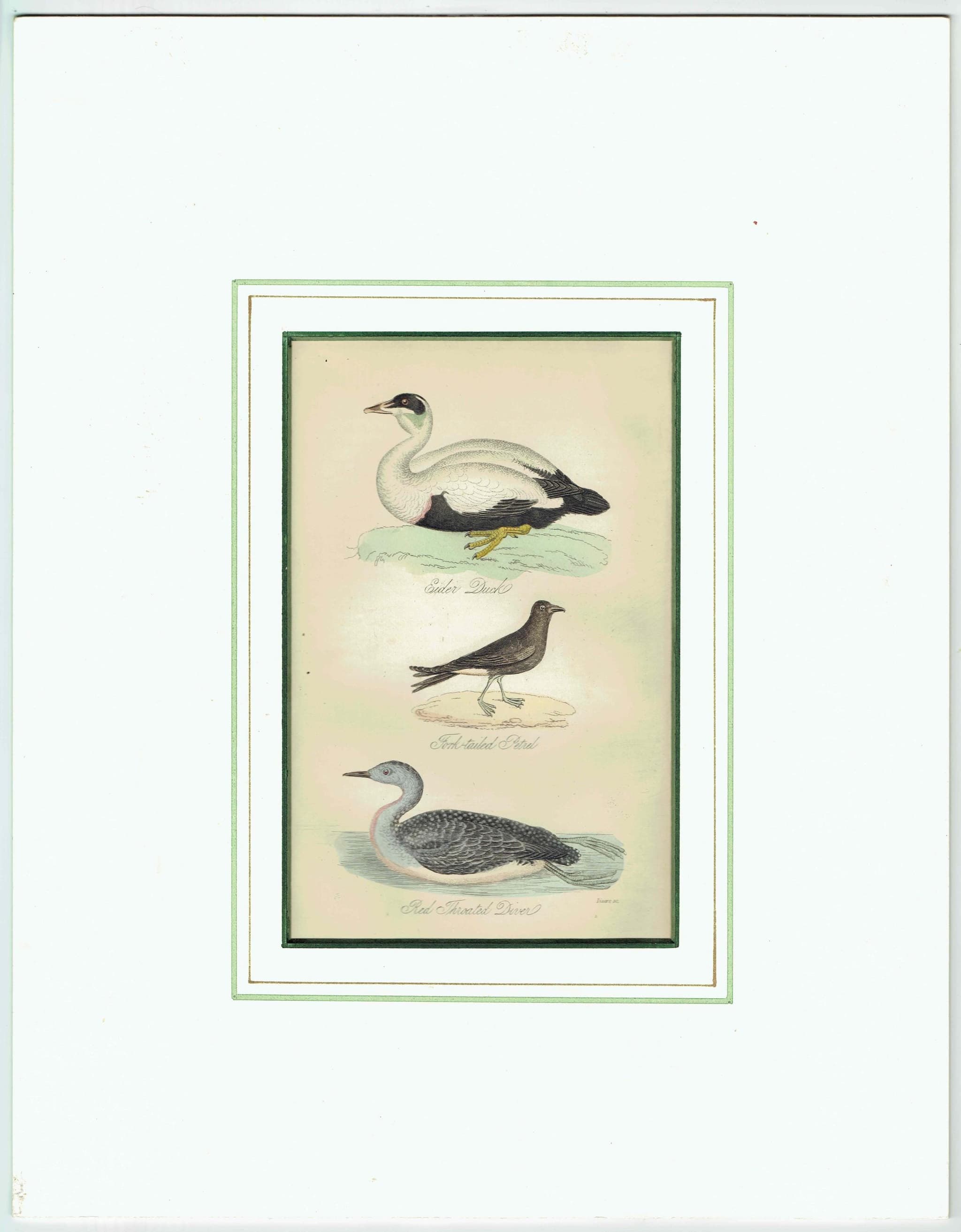 c.1840 Eider Duck, Fork-tailed Petrel & Red-throated Diver Print – Hand-Coloured Ornithology Engraving – Natural History Birds – 7 x 4.5 in