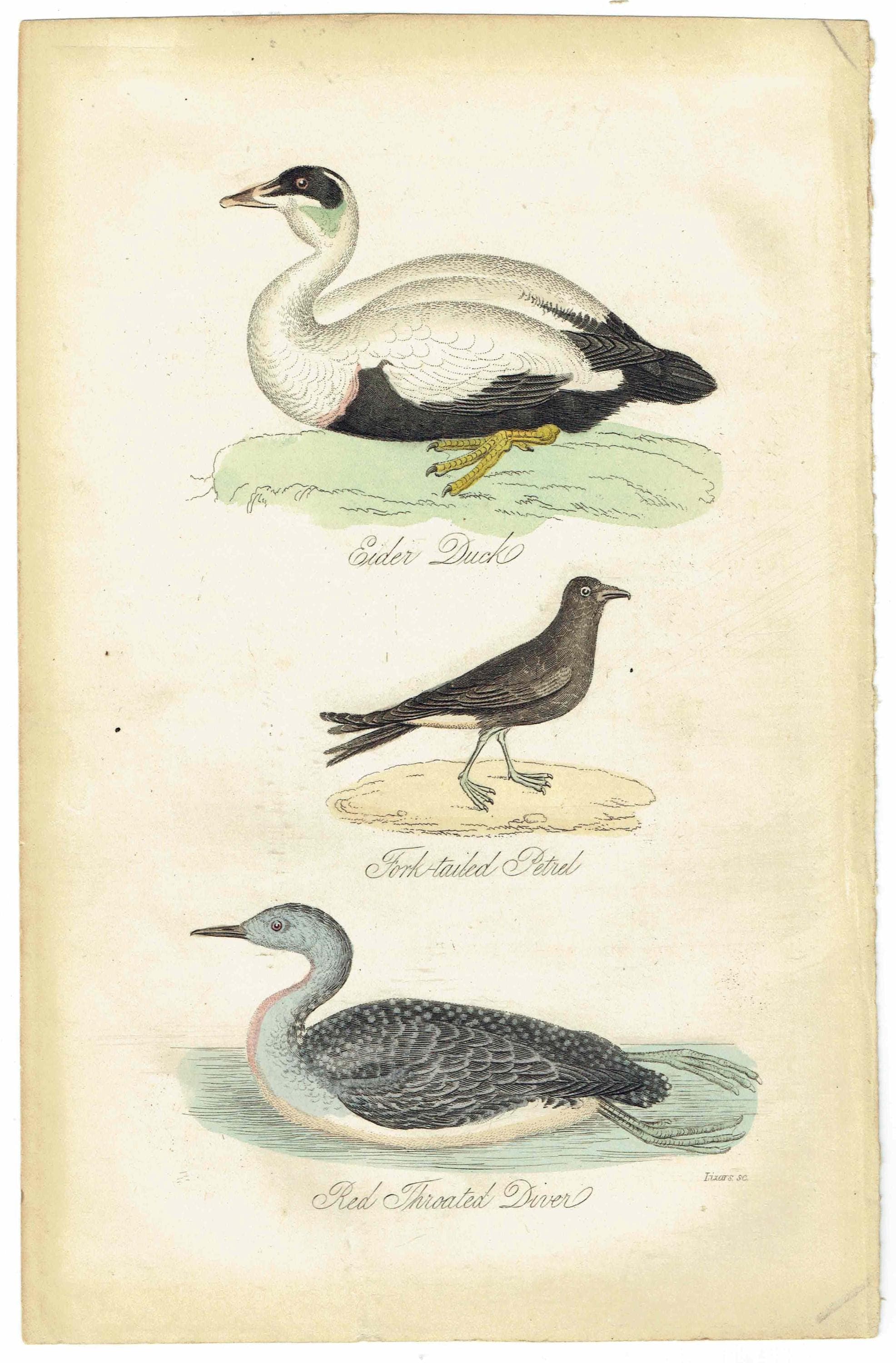 c.1840 Eider Duck, Fork-tailed Petrel & Red-throated Diver Print – Hand-Coloured Ornithology Engraving – Natural History Birds – 7 x 4.5 in - Image 2