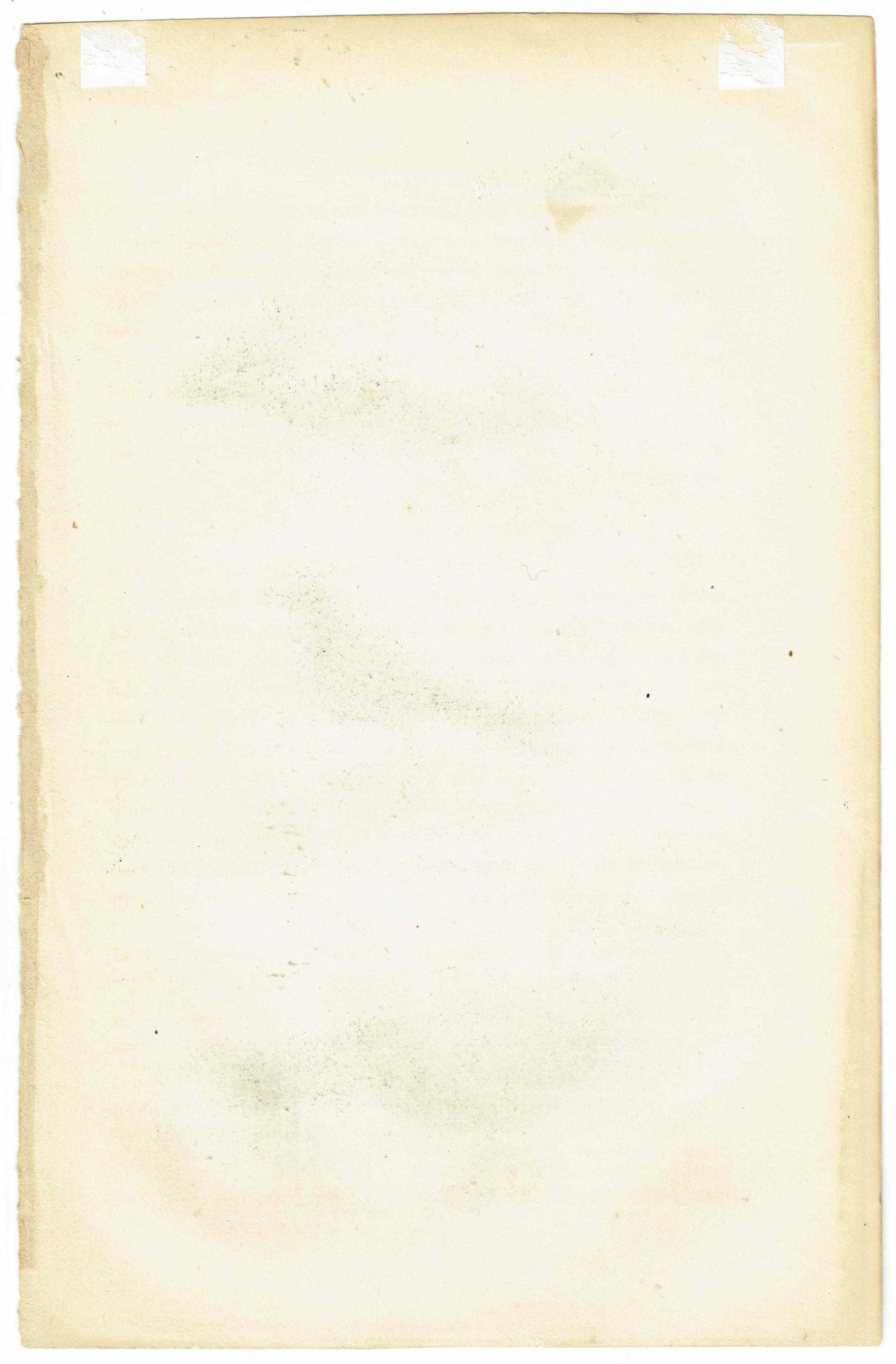 c.1840 Eider Duck, Fork-tailed Petrel & Red-throated Diver Print – Hand-Coloured Ornithology Engraving – Natural History Birds – 7 x 4.5 in - Image 5