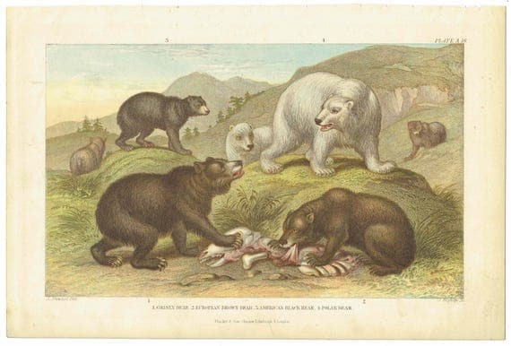 c.1800 Bears Print - Hand-Coloured Print - Polar Bear Wall Art - Antique Bear Illustration - 9.5 x 6.5 Inches