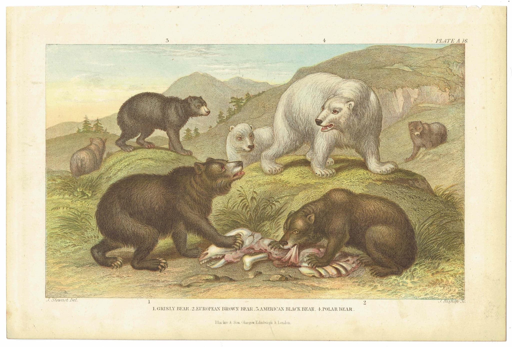 c.1800 Bears Print - Hand-Coloured Print - Polar Bear Wall Art - Antique Bear Illustration - 9.5 x 6.5 Inches