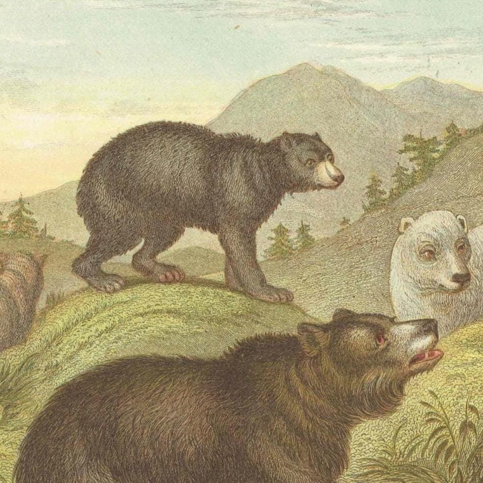 c.1800 Bears Print - Hand-Coloured Print - Polar Bear Wall Art - Antique Bear Illustration - 9.5 x 6.5 Inches - Image 3