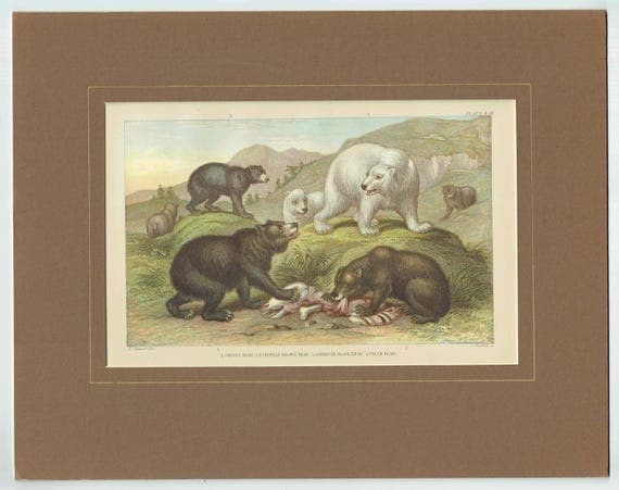 c.1880 Four Bear Species Print – Grisly, Brown, Black & Polar Bear – Natural History Illustration – 6.5 x 9.5 in