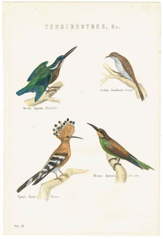 c.1874 Tenuirostres Birds Print - Kingfisher, Hoopoe, Bee-eater, Treecreeper Ornithological Plate - 9.5 x 6.5 in