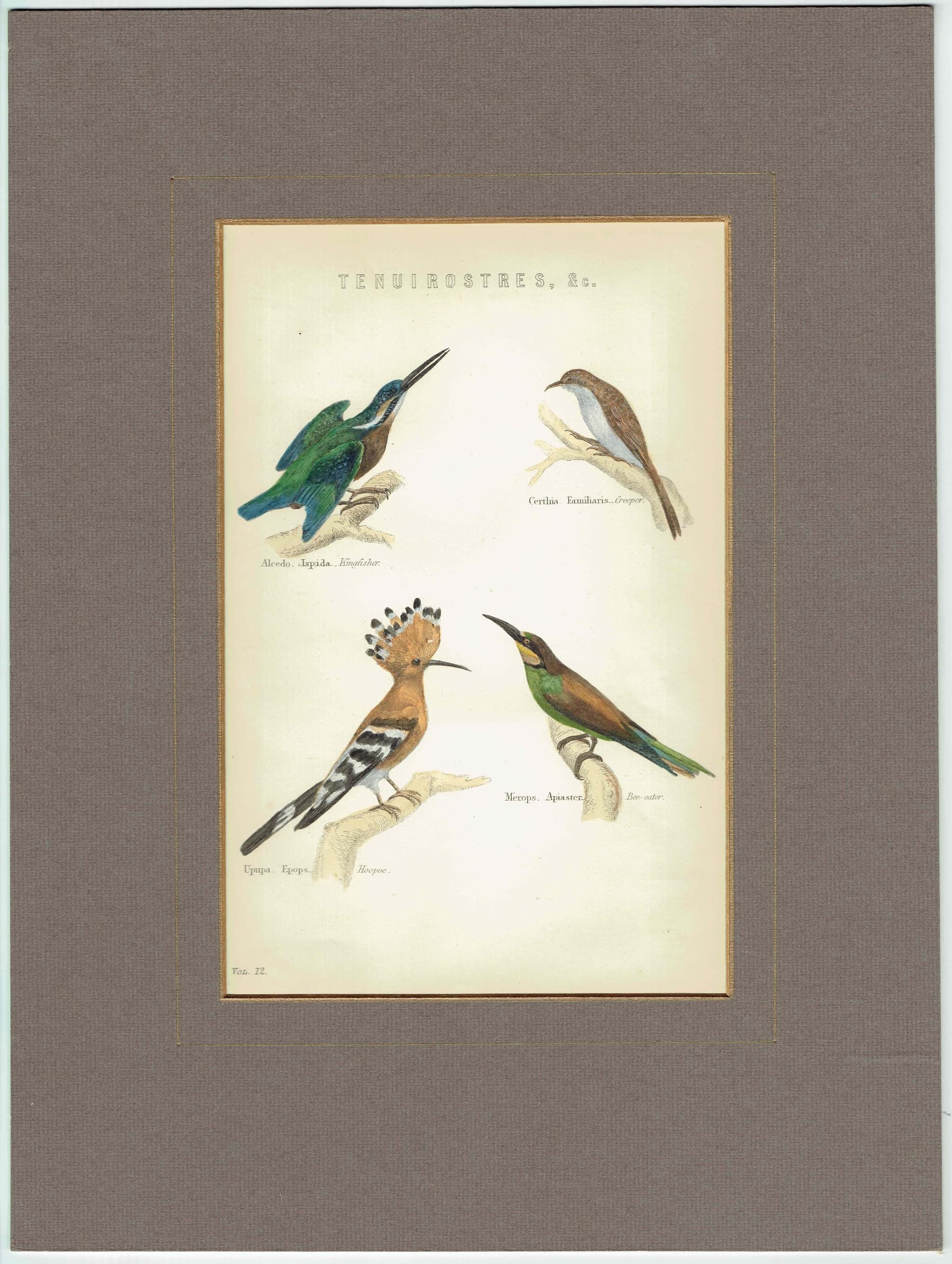 c.1874 Tenuirostres Birds Print - Kingfisher, Hoopoe, Bee-eater, Treecreeper Ornithological Plate - 9.5 x 6.5 in - Image 2