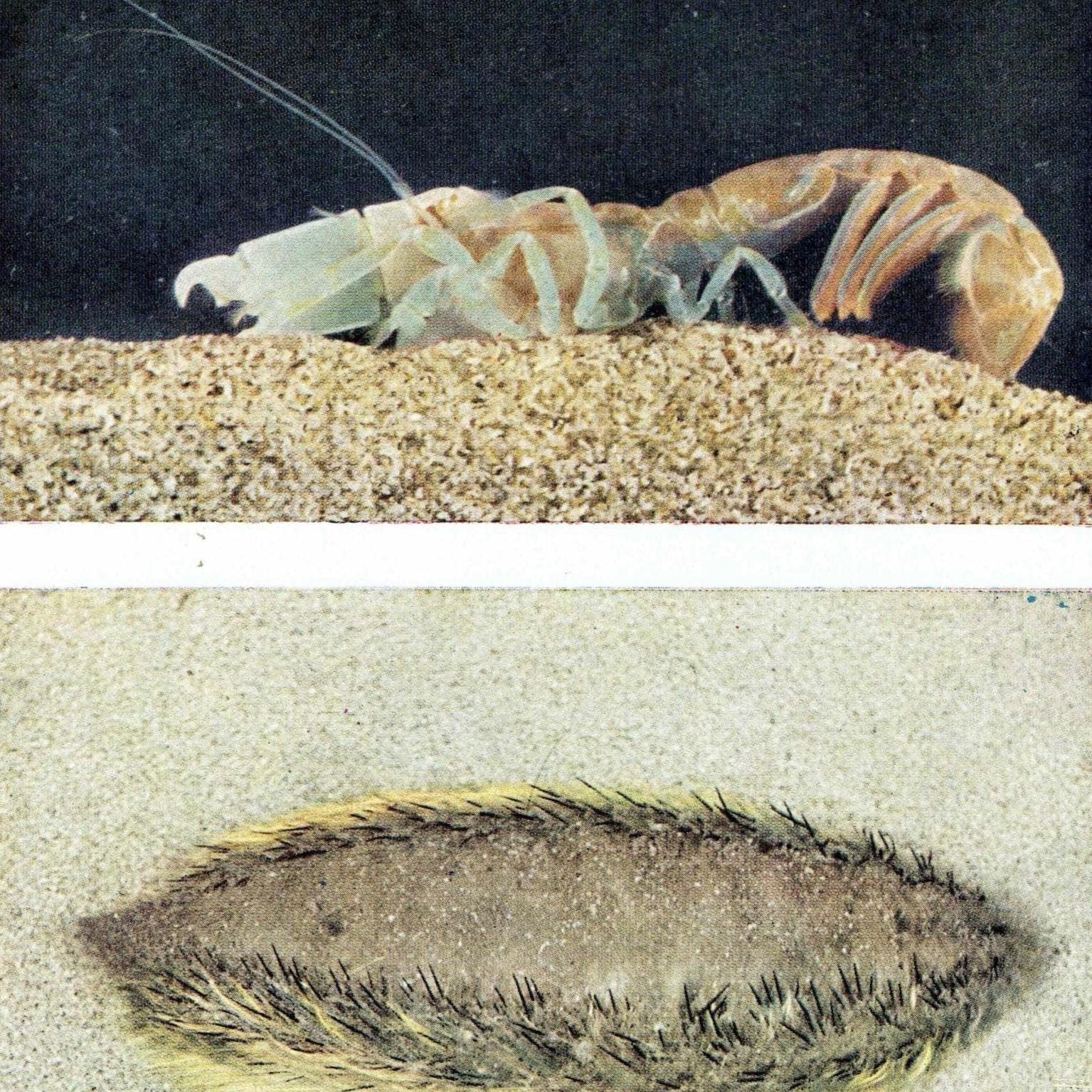 1959 Burrowing shrimp, Sea-mouse, Marine Ecosystem Print - Ocean Floor Seabed Photography - Marine Biology Coral Reef Sea Life - 5 x 8.25 in