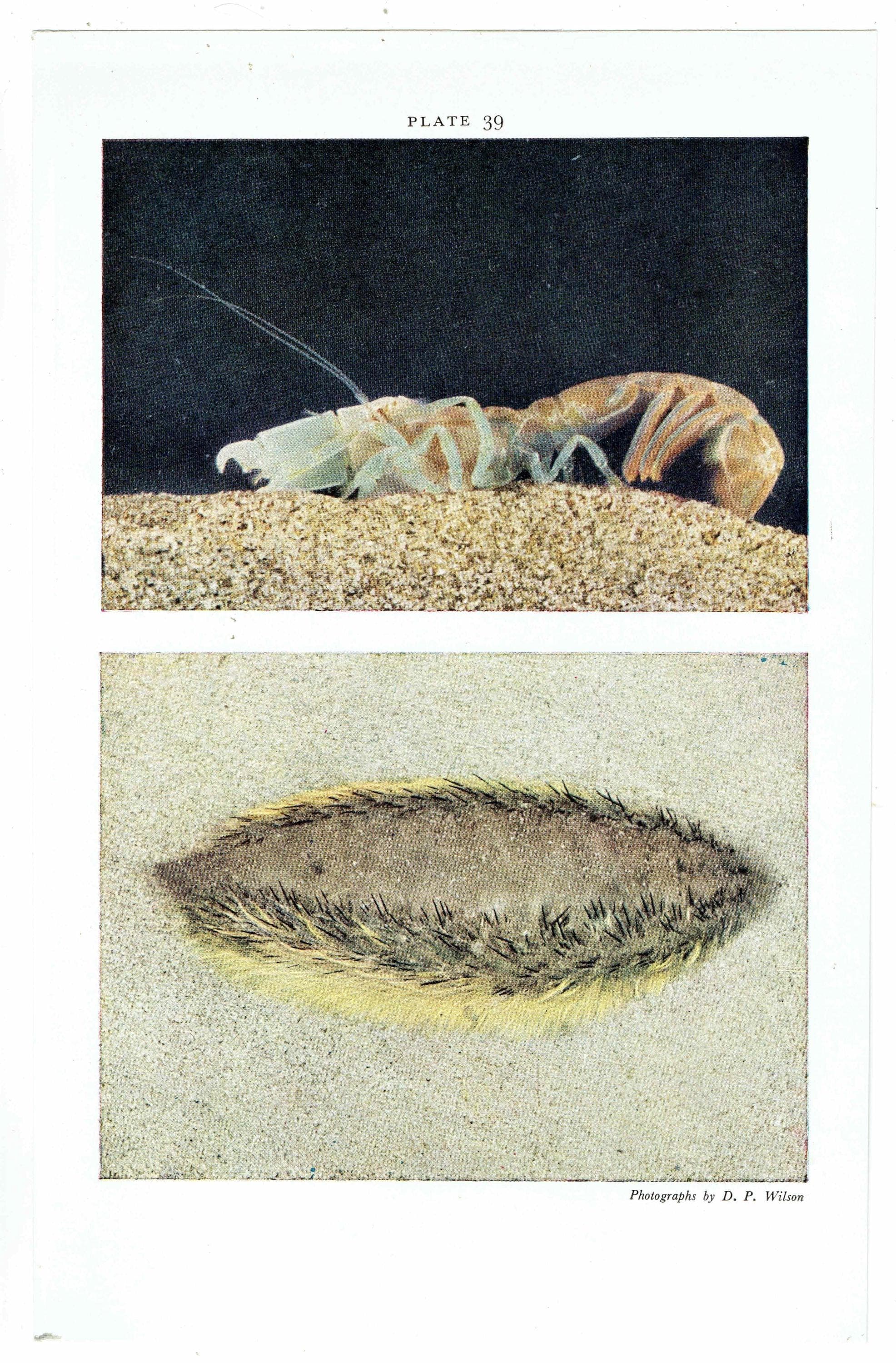 1959 Burrowing shrimp, Sea-mouse, Marine Ecosystem Print - Ocean Floor Seabed Photography - Marine Biology Coral Reef Sea Life - 5 x 8.25 in - Image 3