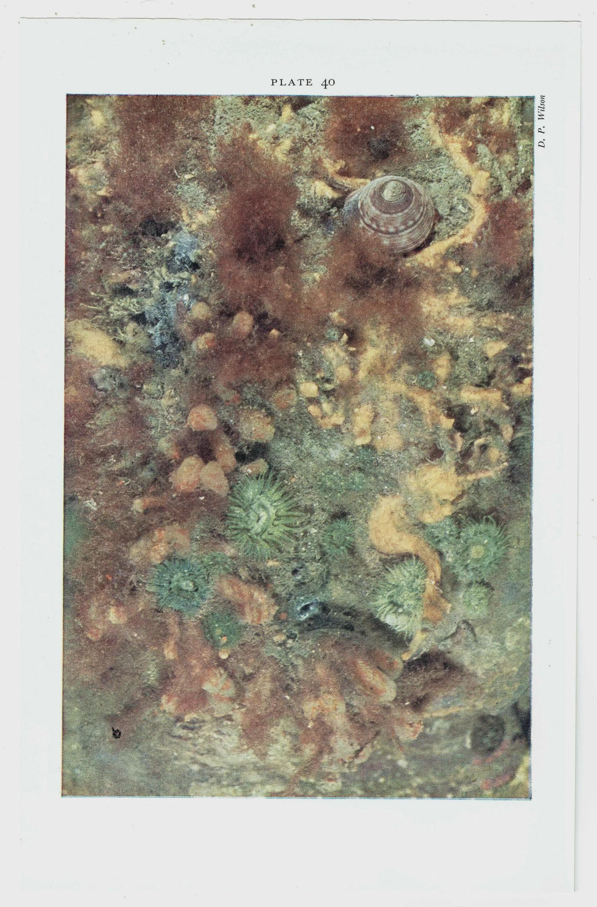 1959 Burrowing shrimp, Sea-mouse, Marine Ecosystem Print - Ocean Floor Seabed Photography - Marine Biology Coral Reef Sea Life - 5 x 8.25 in - Image 4