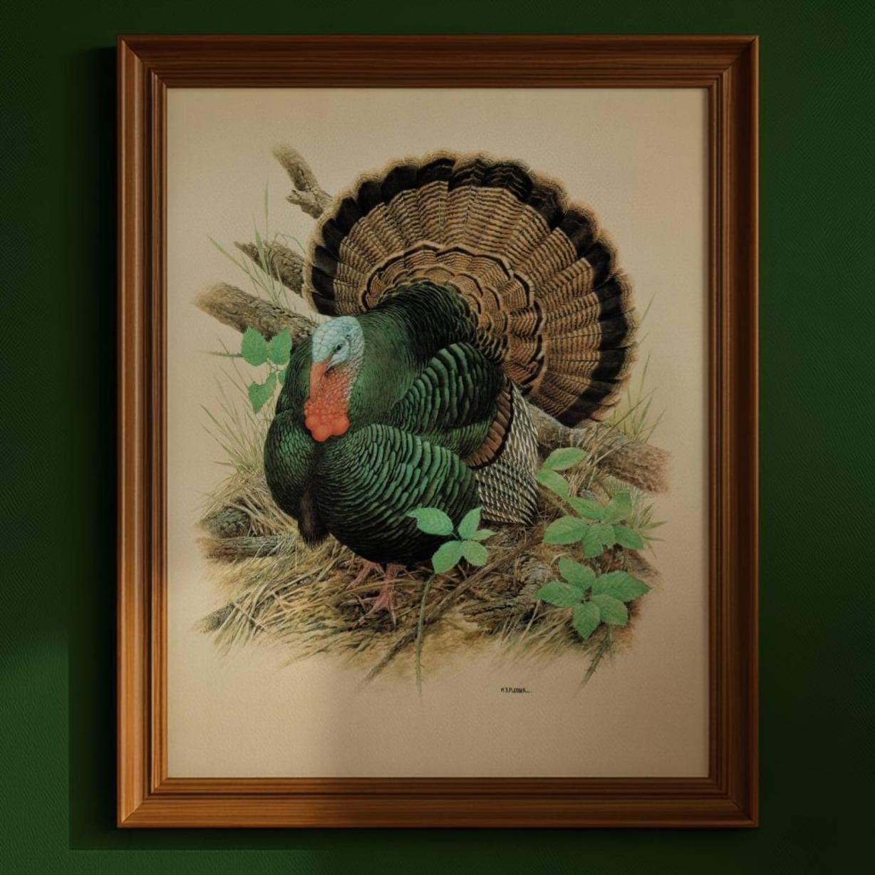 1980s Wild Turkey - Game Birds Woodland Original Vintage Print By Pledger - Natural History Wildlife Art - 11.5 x 16.5 in