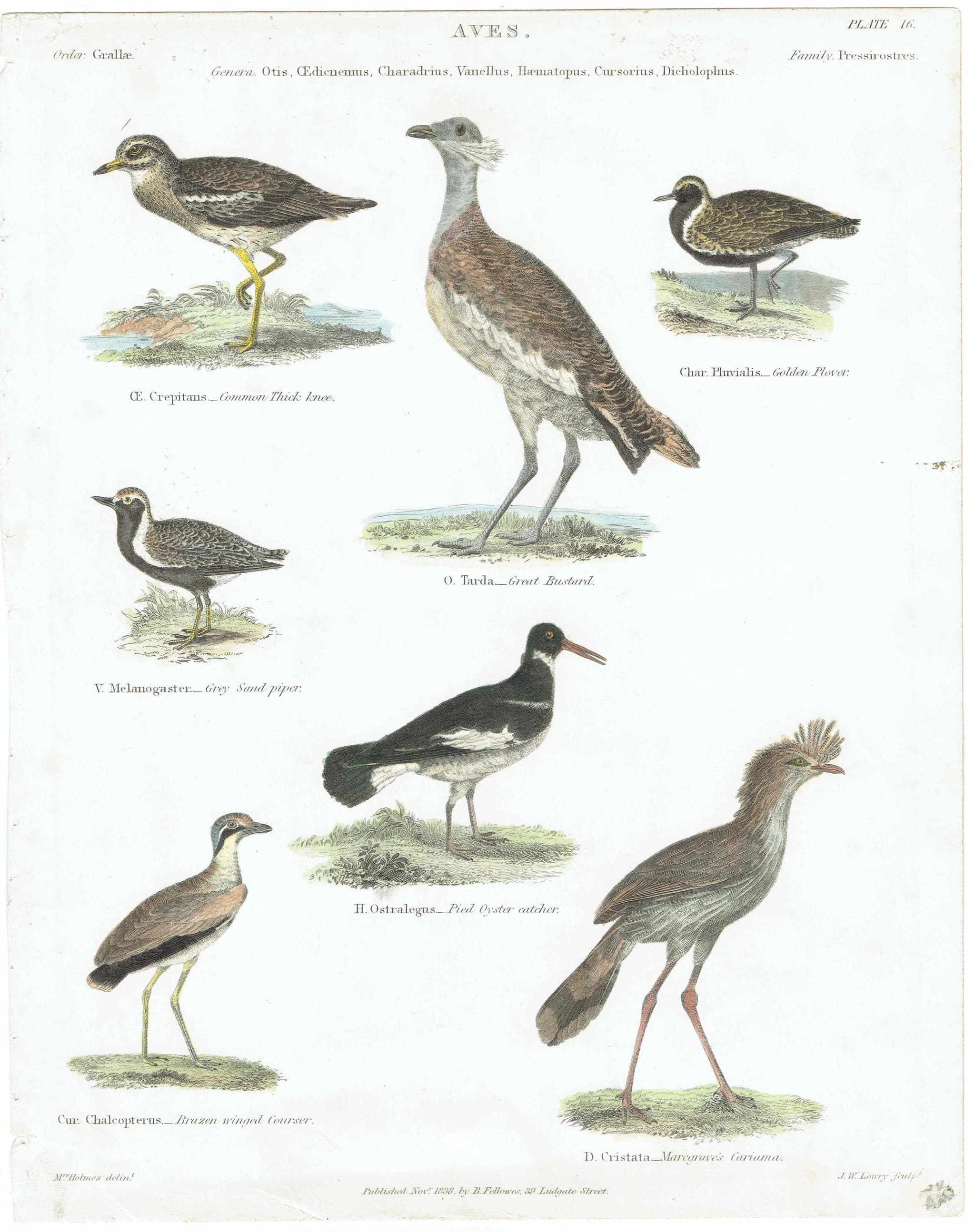 1838 Aves Plate 16 Hand-Coloured Ornithology Print - Common Thick-Knee, Great Bustard, Golden Plover & More - 10.75 x 8.5 in