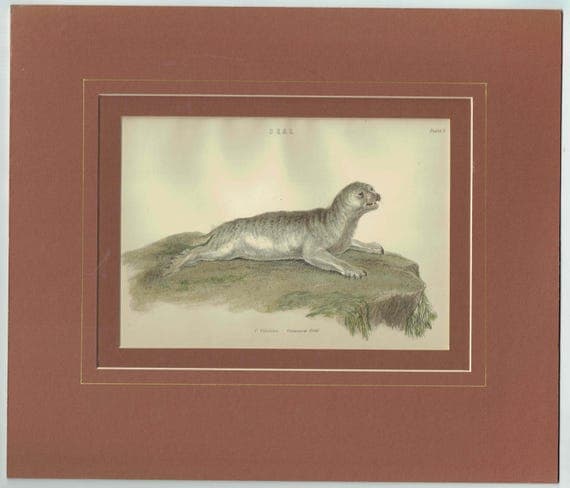c.1896 Seal Print – P. Vitulina - Common Seal Print – Marine Mammal Natural History – 6.5 x 9.5 in