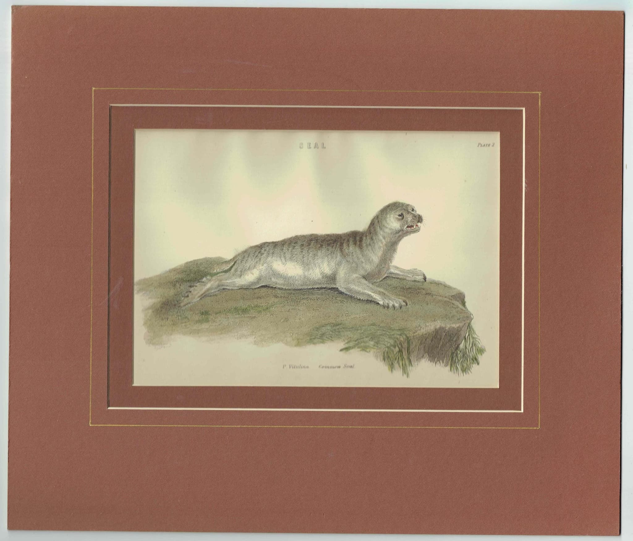 c.1896 Seal Print – P. Vitulina - Common Seal Print – Marine Mammal Natural History – 6.5 x 9.5 in