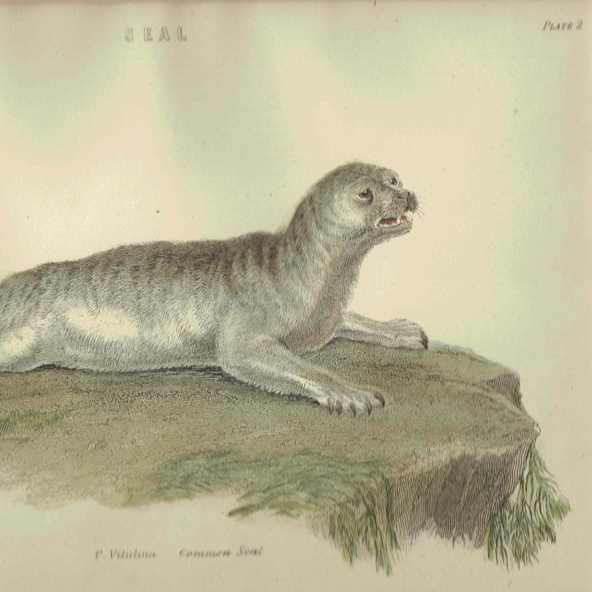 c.1896 Seal Print – P. Vitulina - Common Seal Print – Marine Mammal Natural History – 6.5 x 9.5 in - Image 2