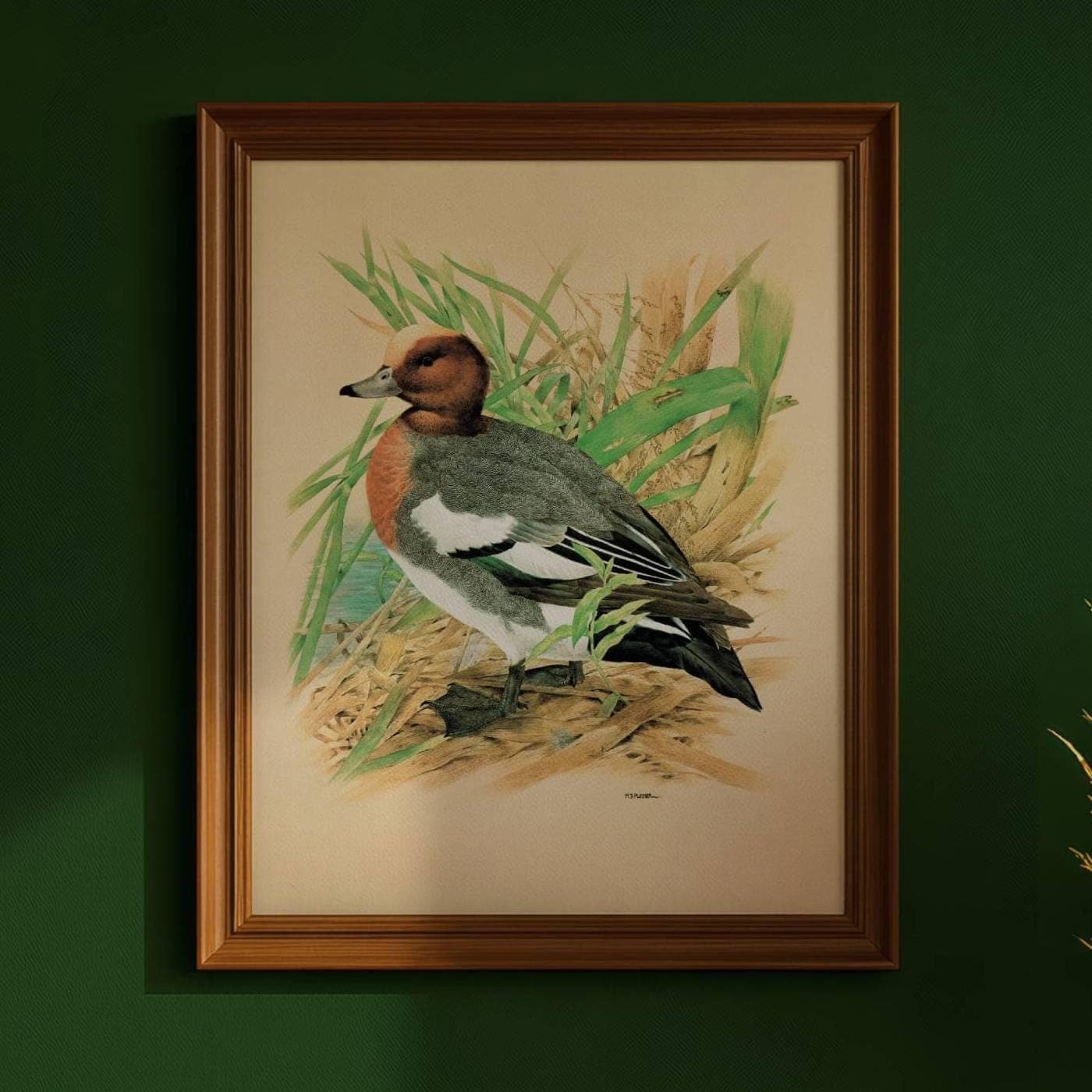 1981 Cock Wigeon in Reeds - Maurice Pledger Game Birds - Original Vintage Wildlife Art Print - 11.5 x 16.5 in