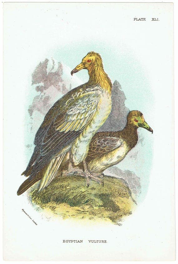 c.1896 Egyptian Vulture Print - Hand-Coloured Engraving - Ornithology Natural History Wildlife Art - 7 x 4.75 in