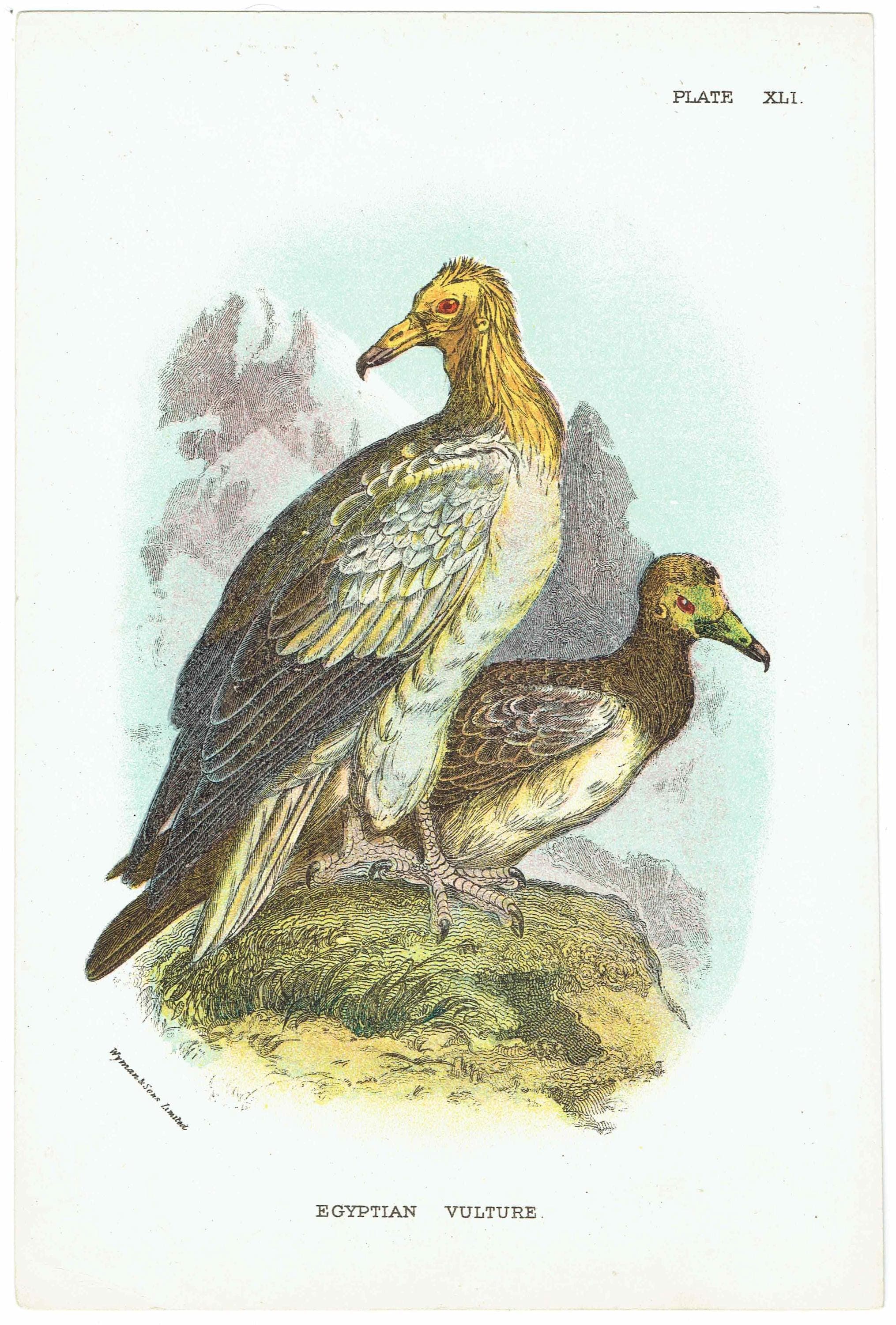 c.1896 Egyptian Vulture Print - Hand-Coloured Engraving - Ornithology Natural History Wildlife Art - 7 x 4.75 in