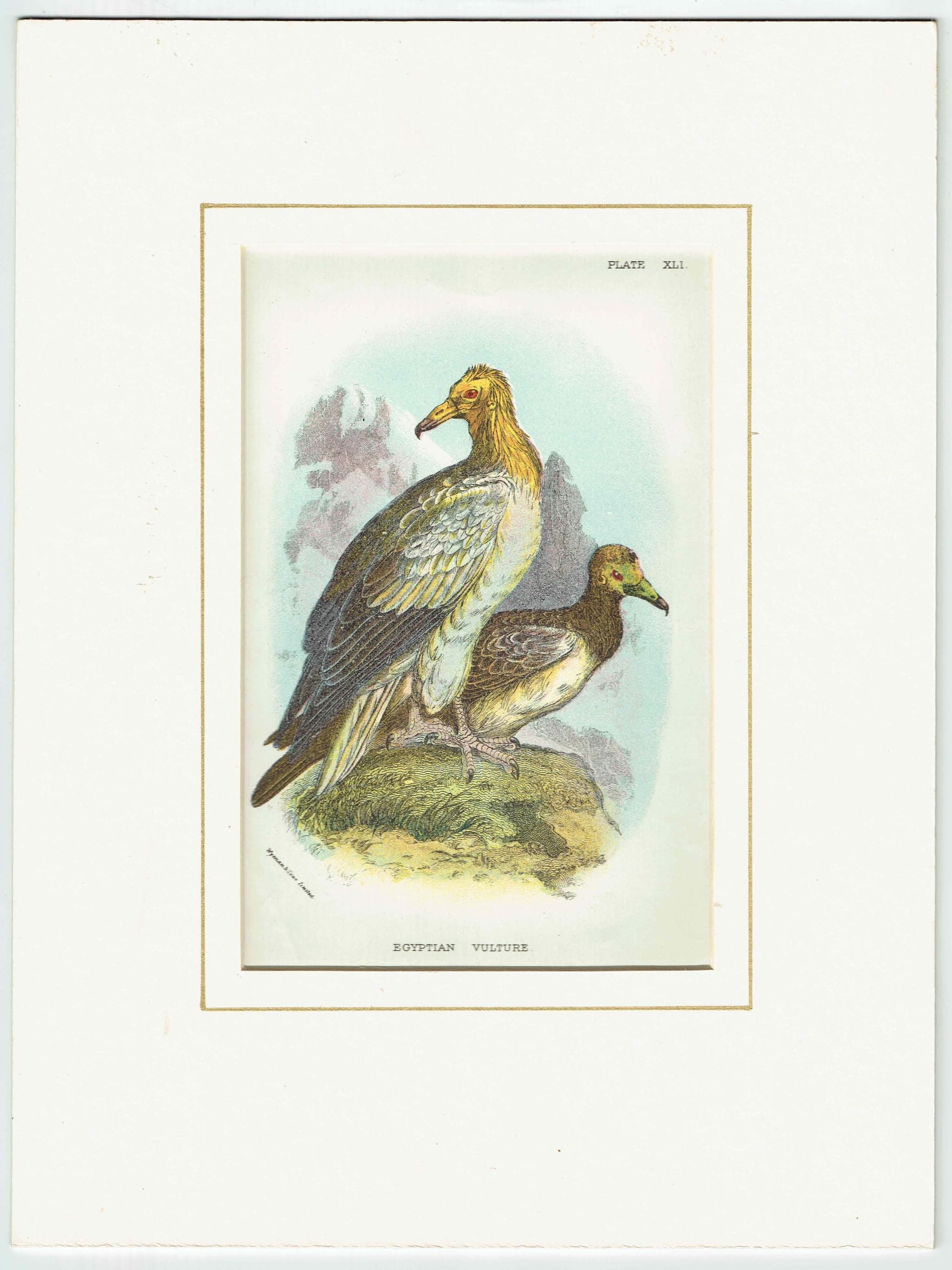 c.1896 Egyptian Vulture Print - Hand-Coloured Engraving - Ornithology Natural History Wildlife Art - 7 x 4.75 in - Image 2