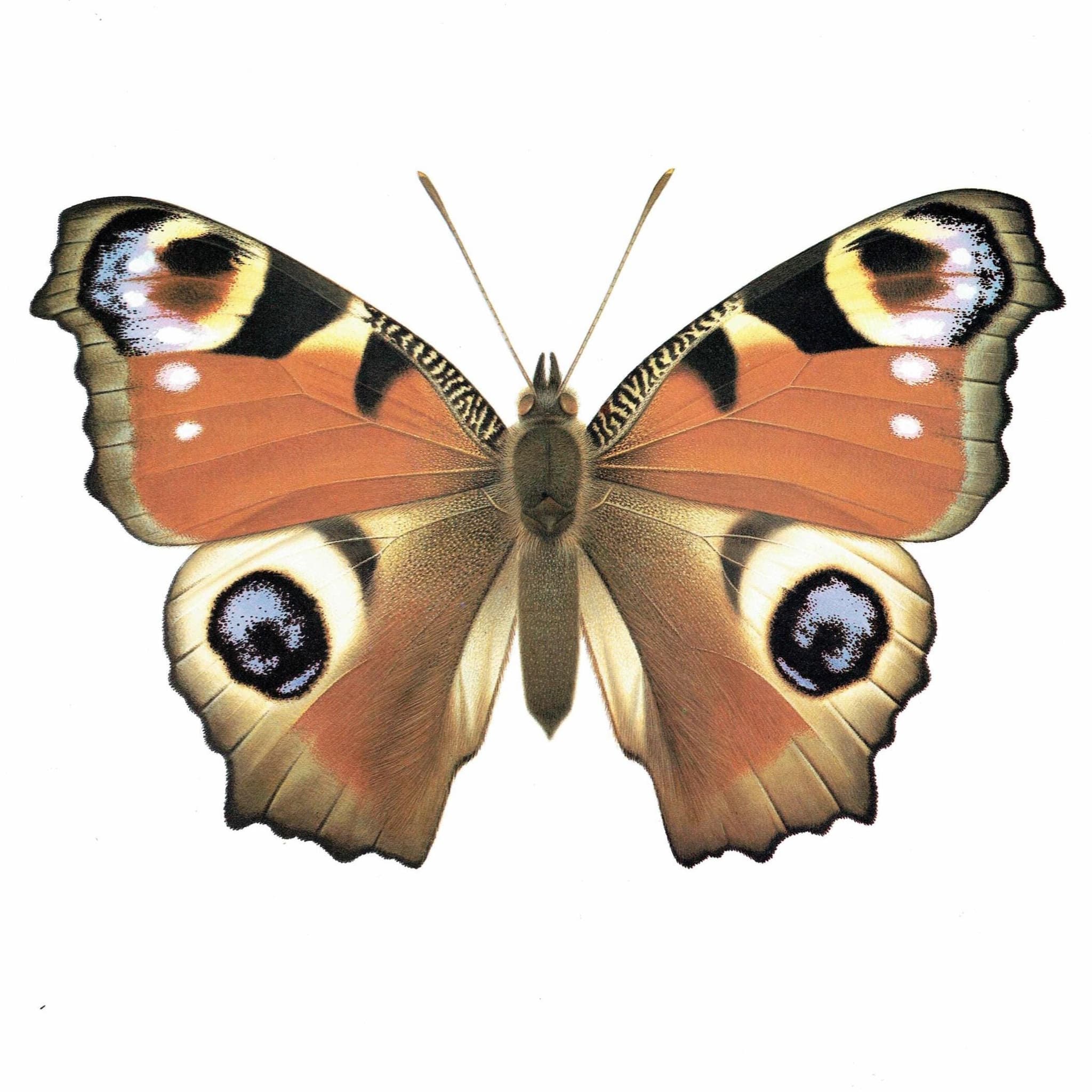 1986 European Peacock Butterfly Inachis io Print - Durin Bernard Vintage Scientific Illustration - Linnaeus Entomology  - 11 x 13 in