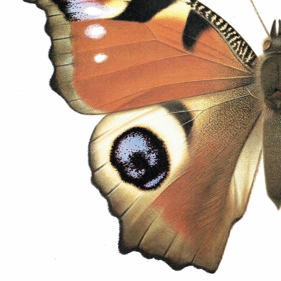1986 European Peacock Butterfly Inachis io Print - Durin Bernard Vintage Scientific Illustration - Linnaeus Entomology  - 11 x 13 in - Image 4